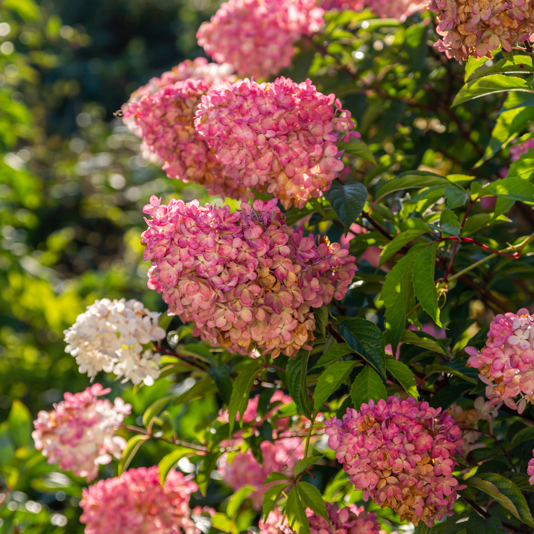 Panicled Hydrangea Candlelight PBR - Hydrangea paniculata Candlelight PBR