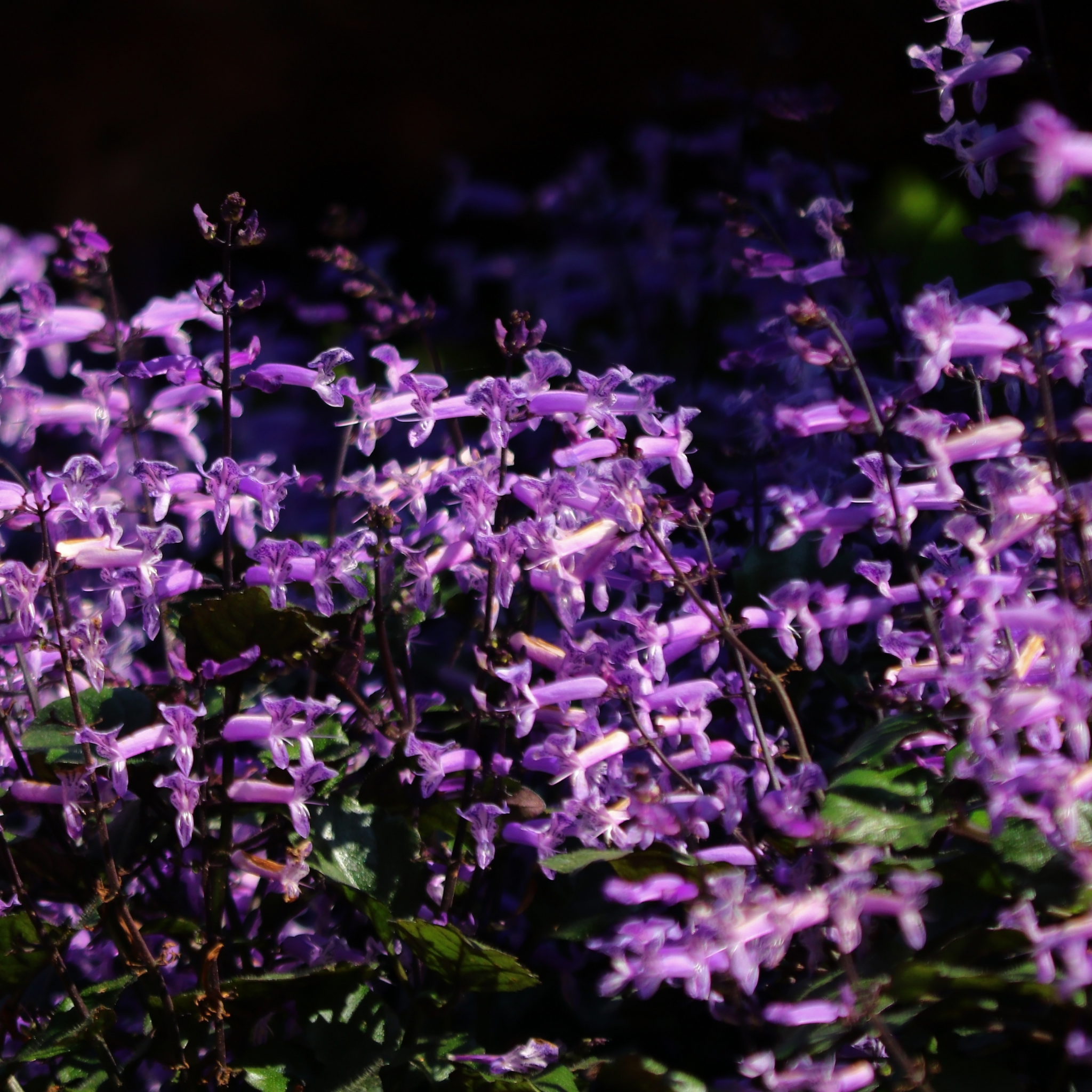 Mona Lavender Spur Flower - Plectranthus hybrida Mona Lavender PBR