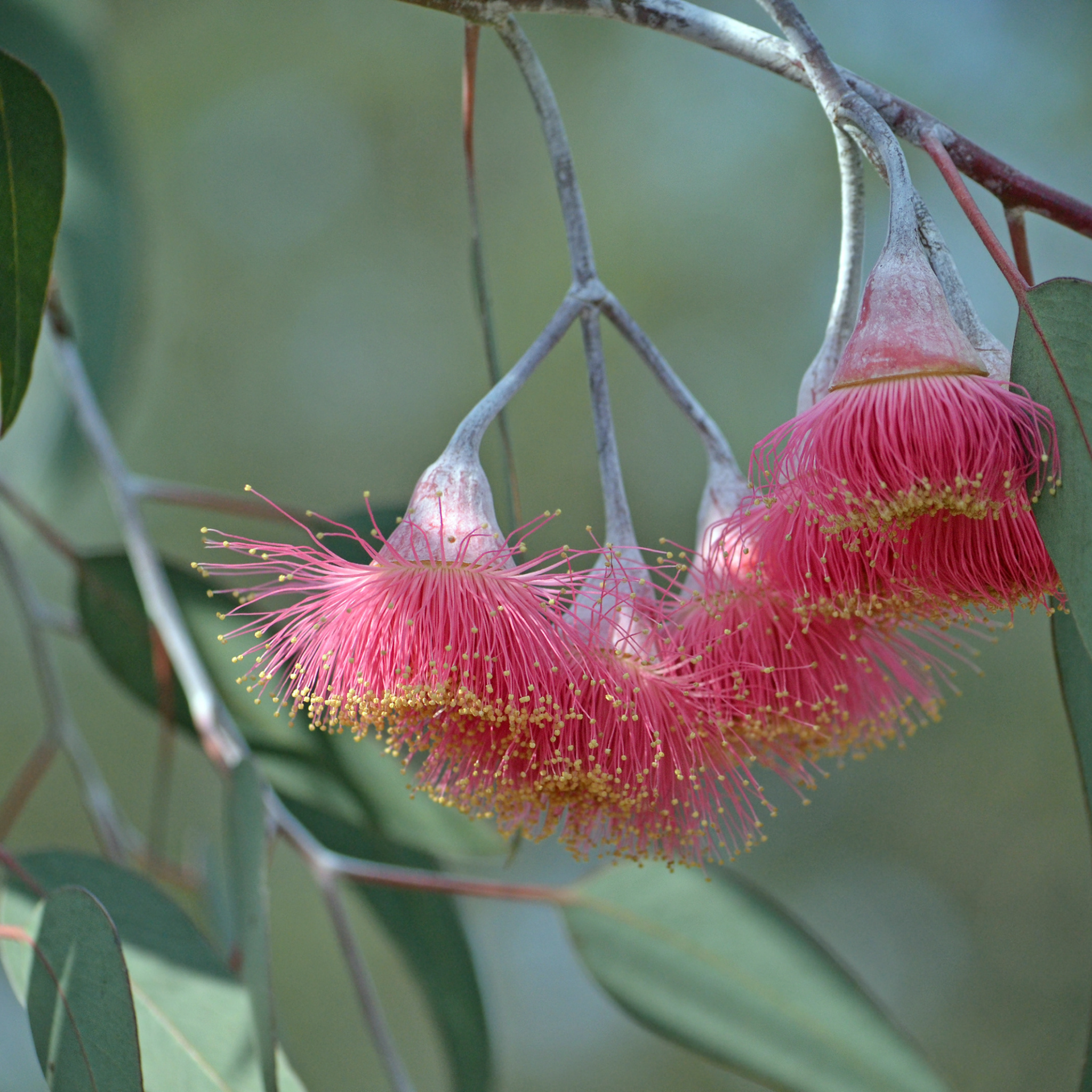 Eucalyptus Silver Princess Gum - Eucalyptus caesia Silver Princess