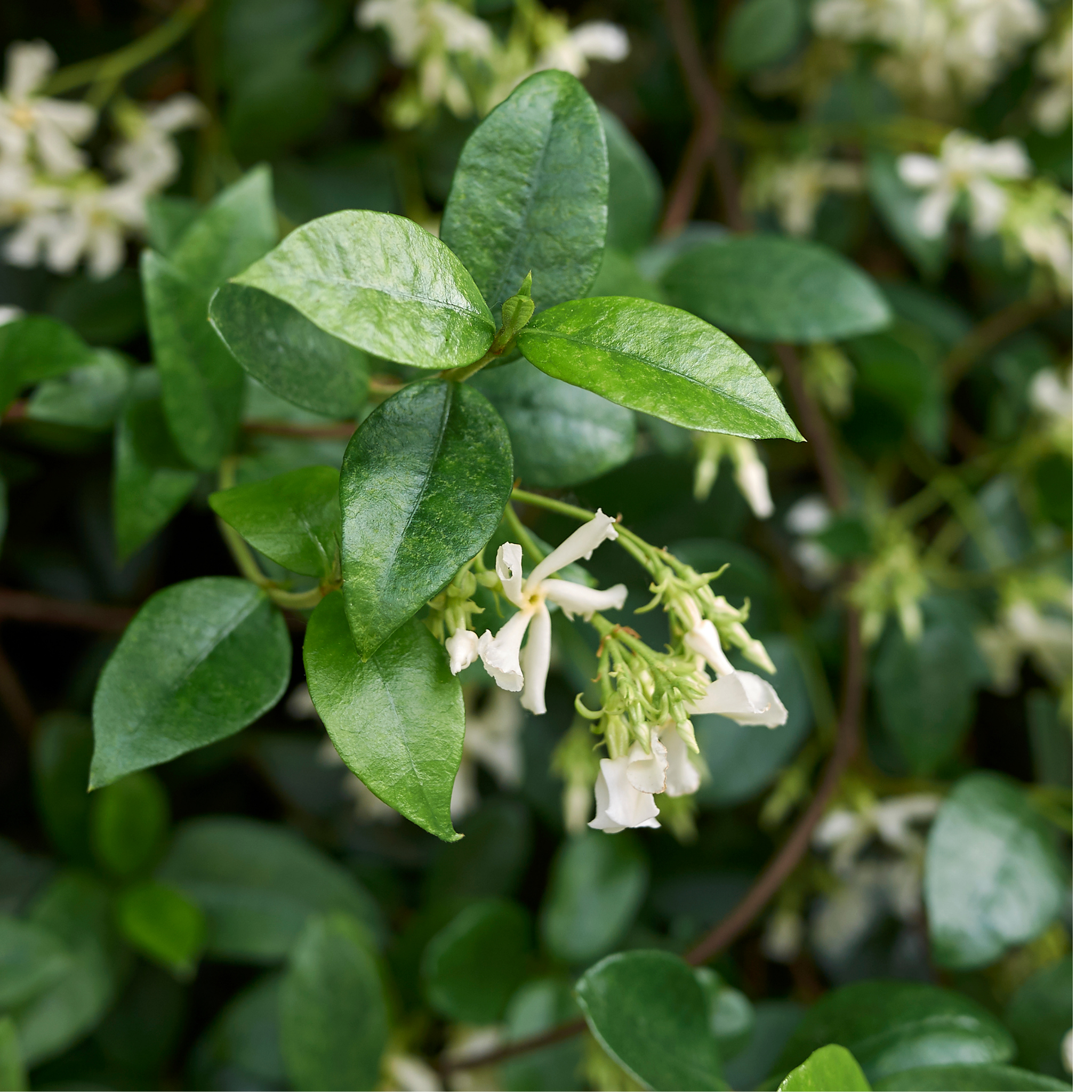 Japanese Star Jasmine - Trachelospermum asiaticum