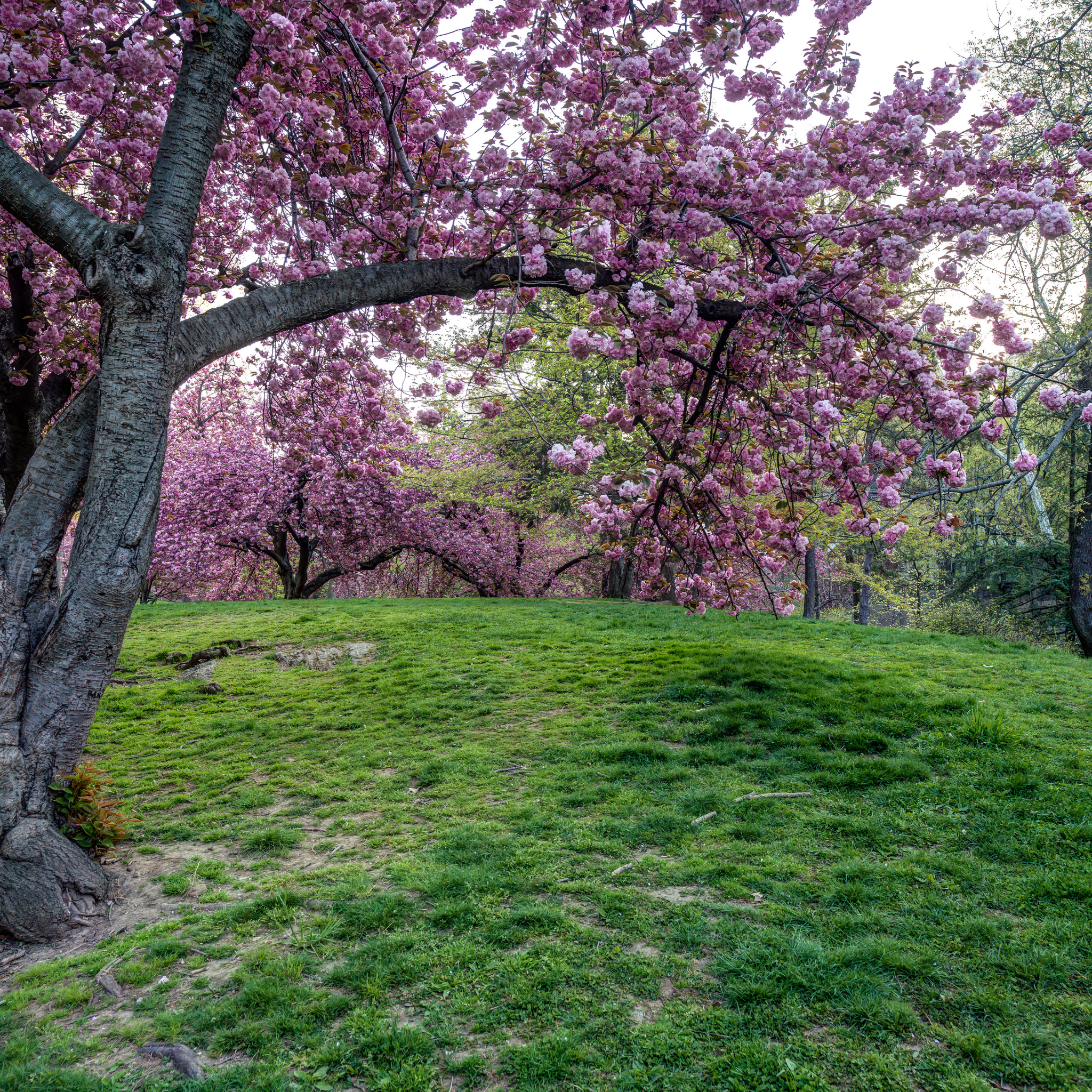 Pink cherry blossom tree in full bloom with a grassy field in the foreground