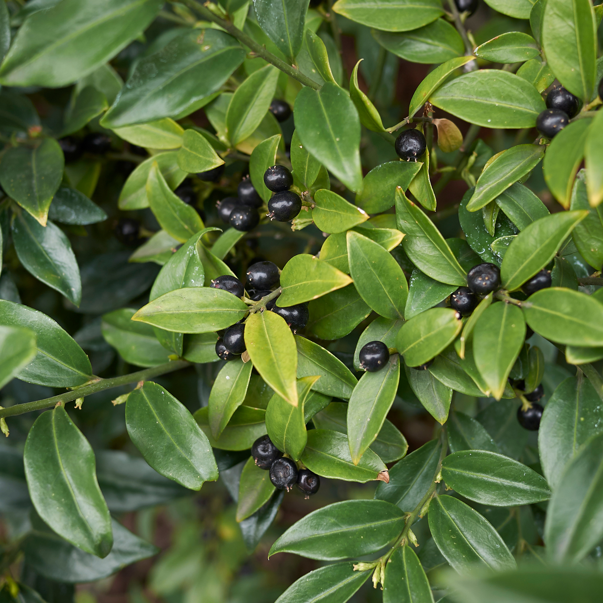 Sweetbox - Sarcococca confusa