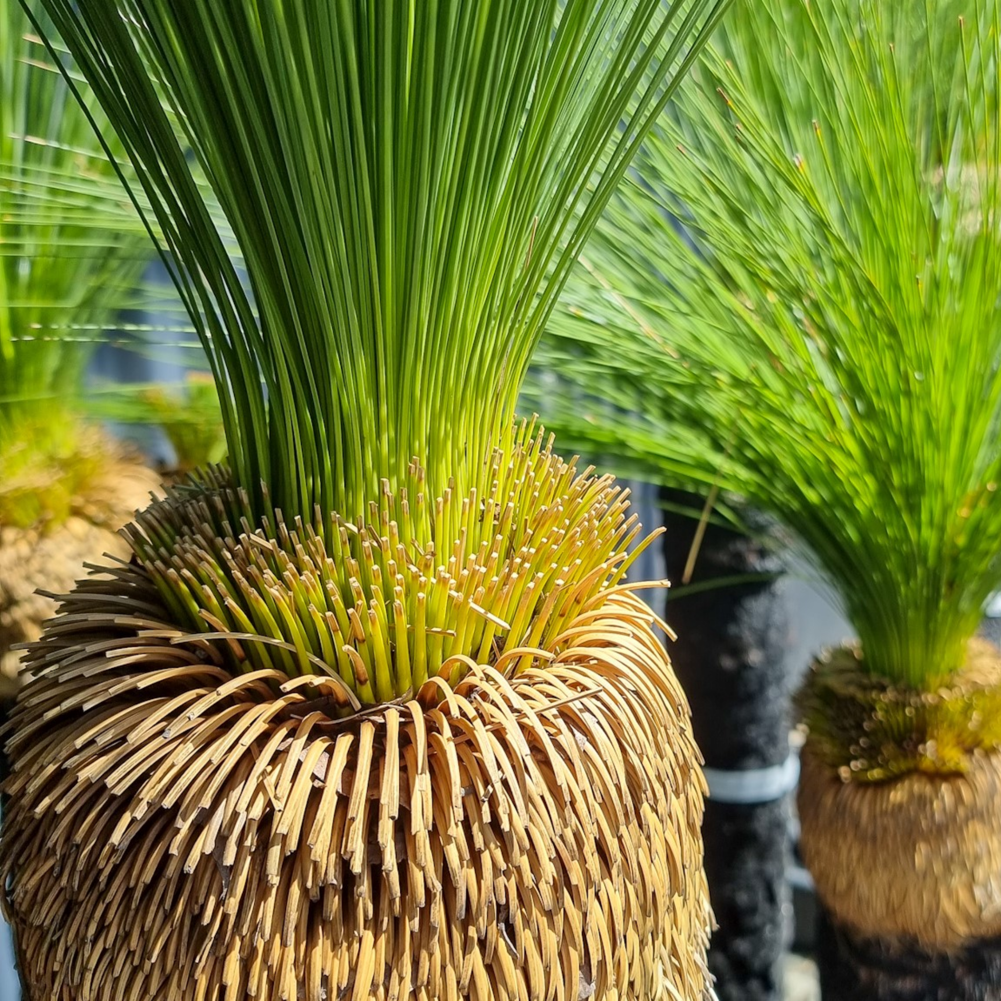 Johnson Grass Tree - Xanthorrhoea johnsonii