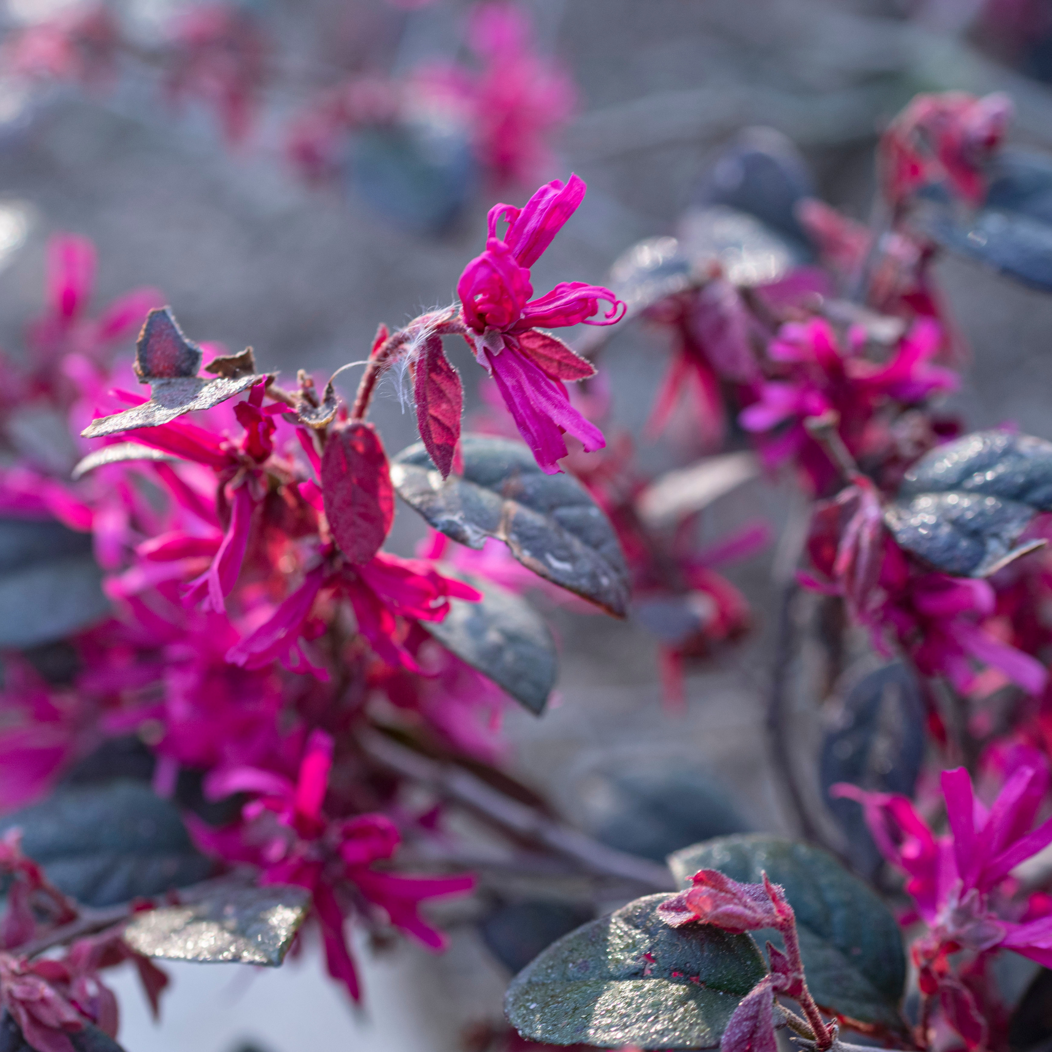 Chinese fringe flower - Loropetalum chinense Plum Gorgeous PBR