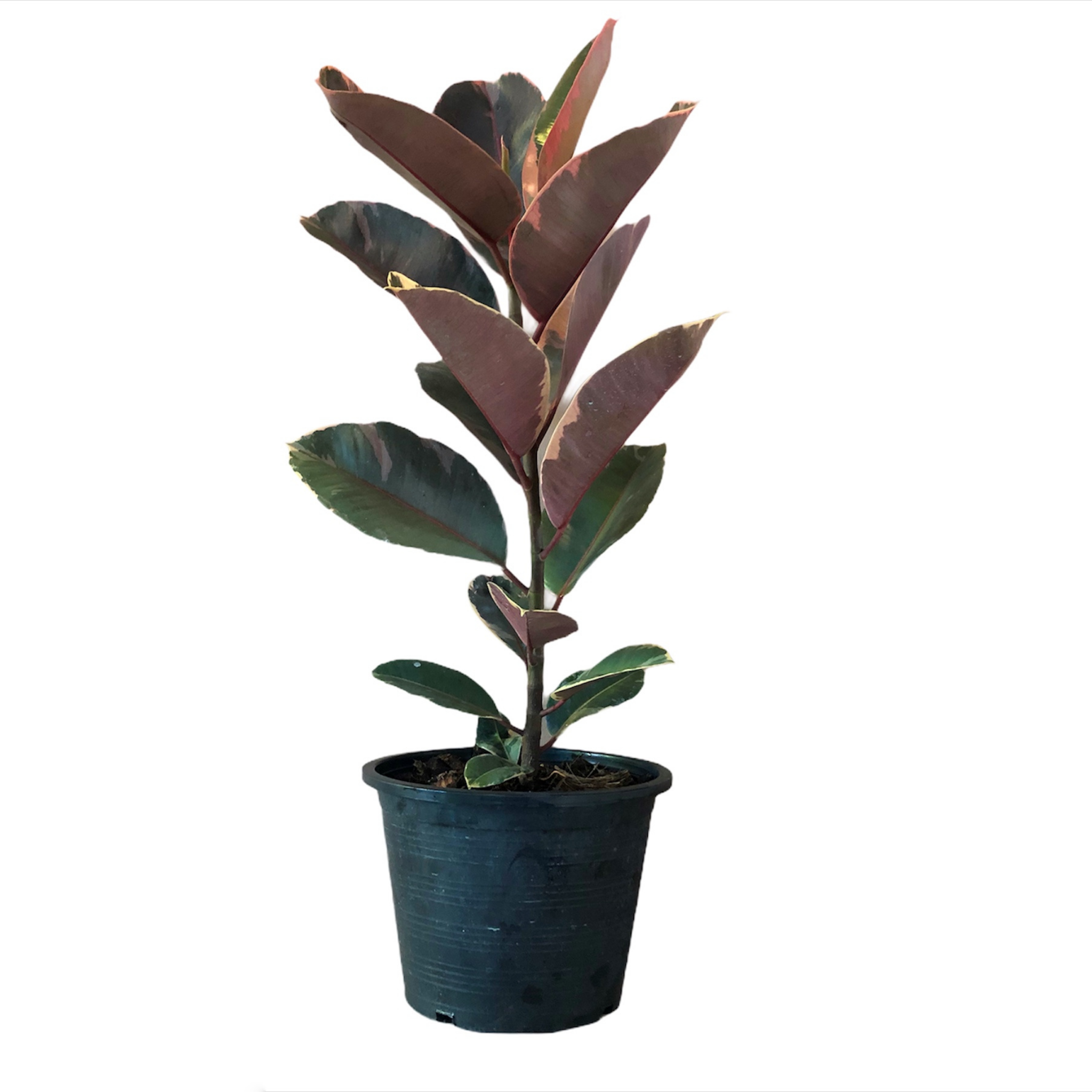 Burgundy Rubber Tree Plant - Ficus elastica Burgundy