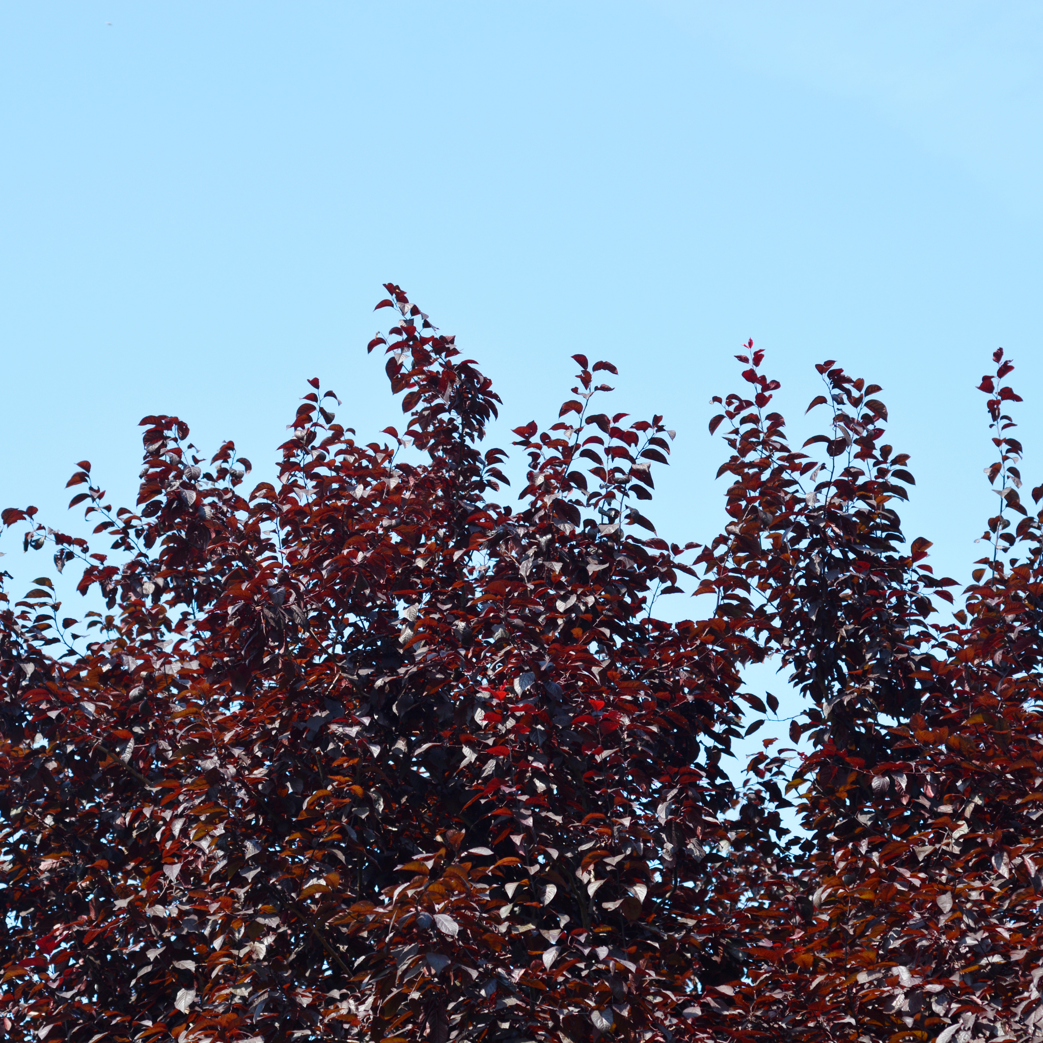 Tree with red leaves against a clear blue sky