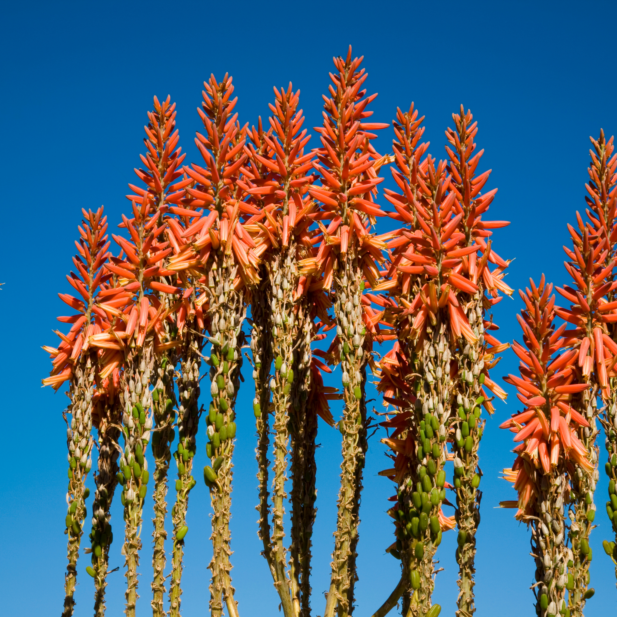 Aloe hybrida Bumble Bee