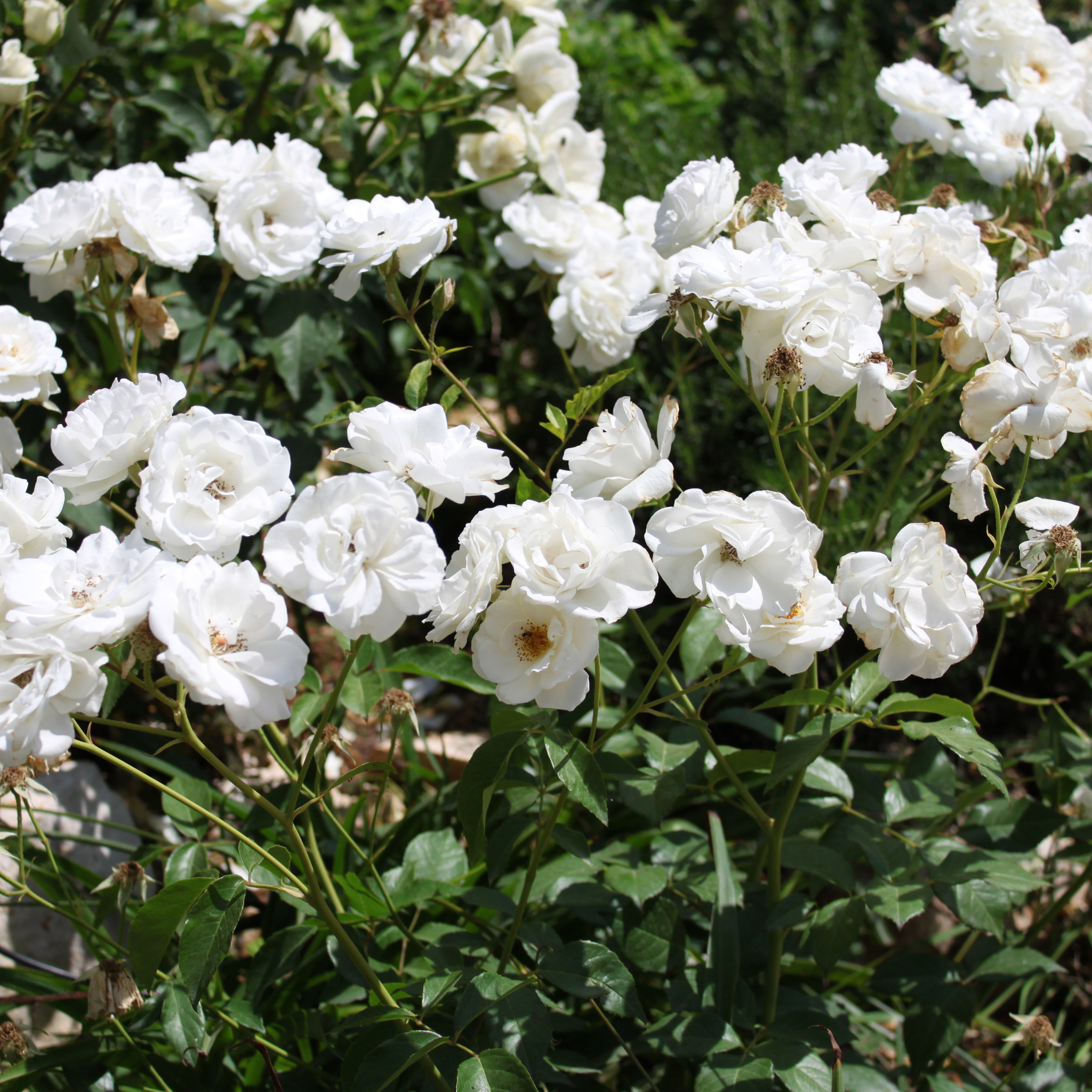 Iceberg Floribunda Rose - Rosa Iceberg