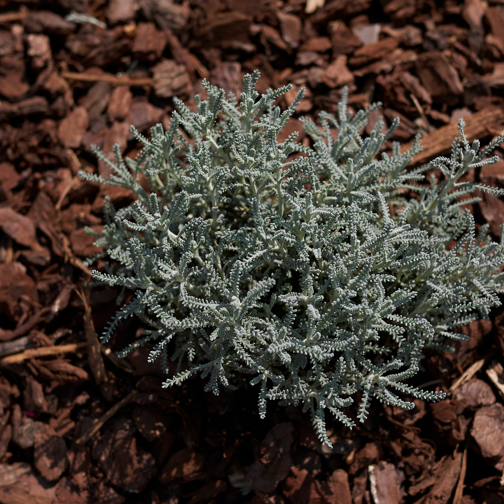 Cotton Lavender - Santolina chamaecyparissus