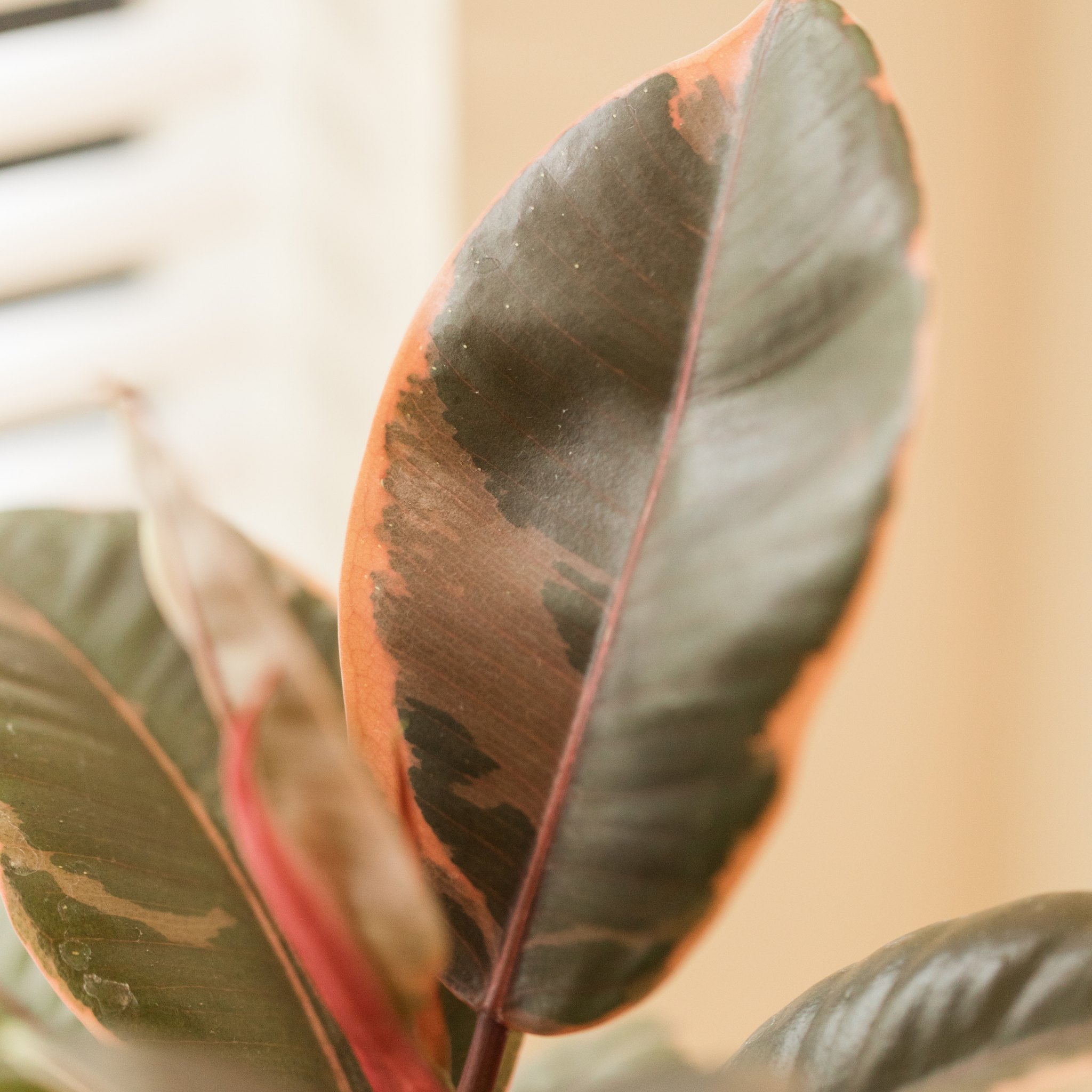 Red Rubber Tree Plant - Ficus elastica Ruby