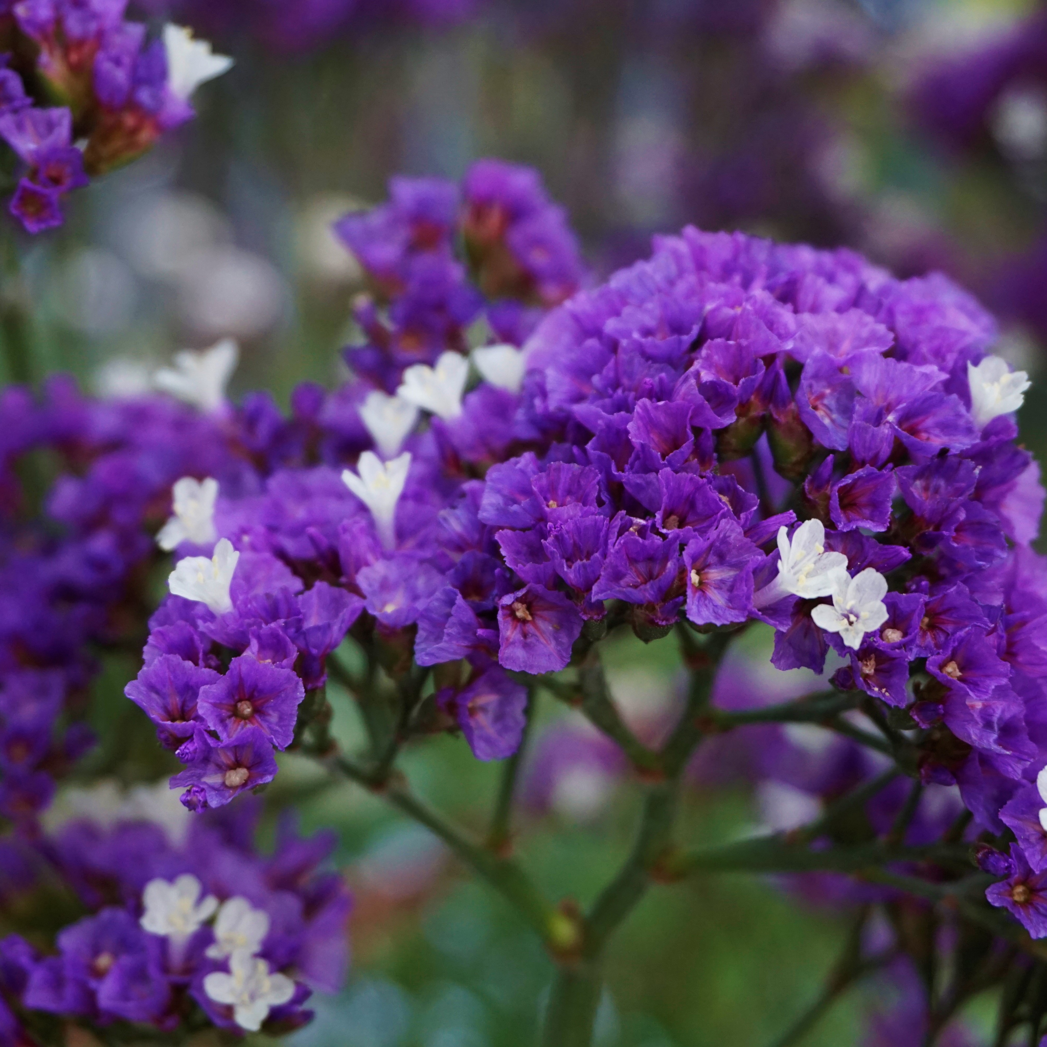 Sea Lavender - Limonium perezii