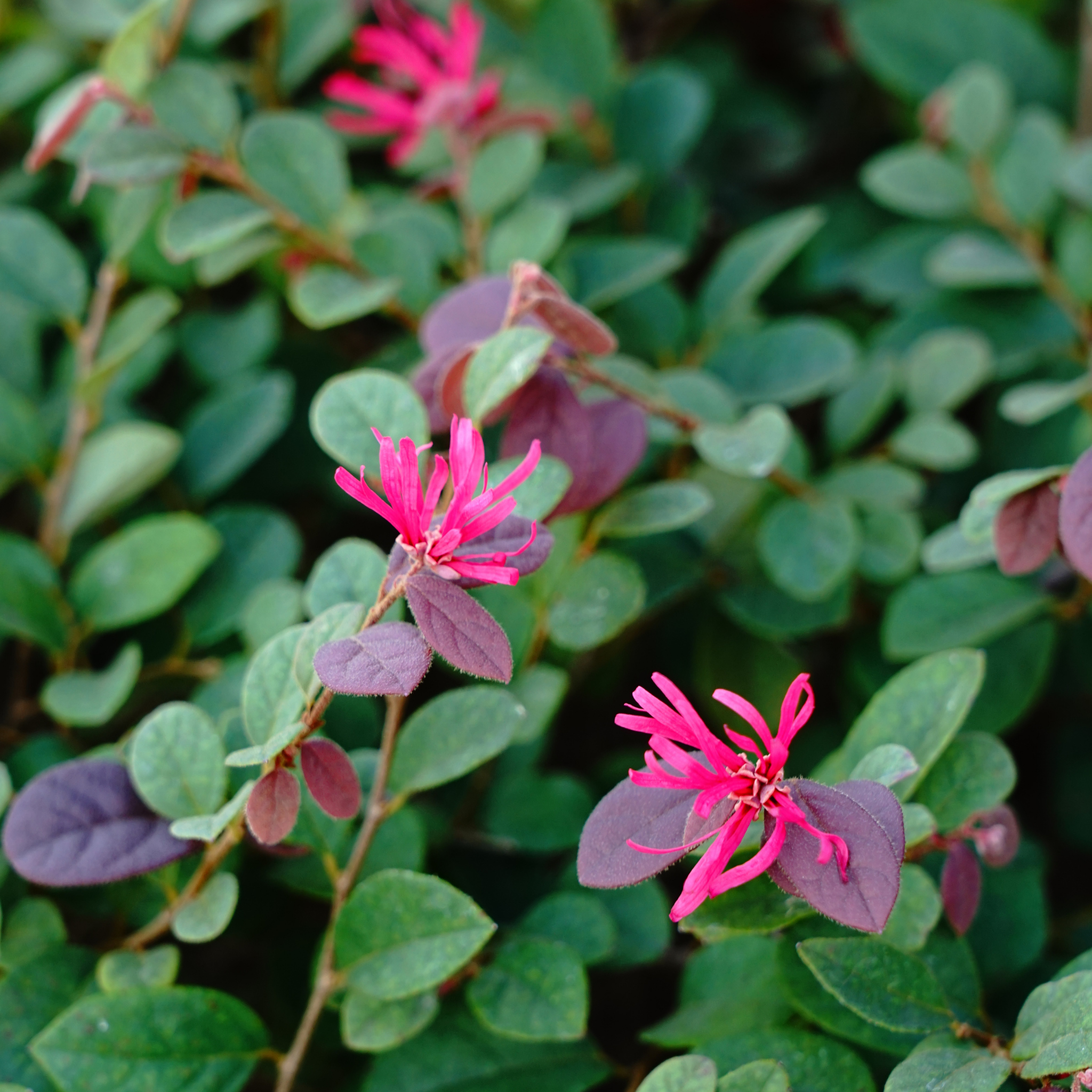 Chinese pink fringe flower - Loropetalum chinense rubrum 'China Pink'