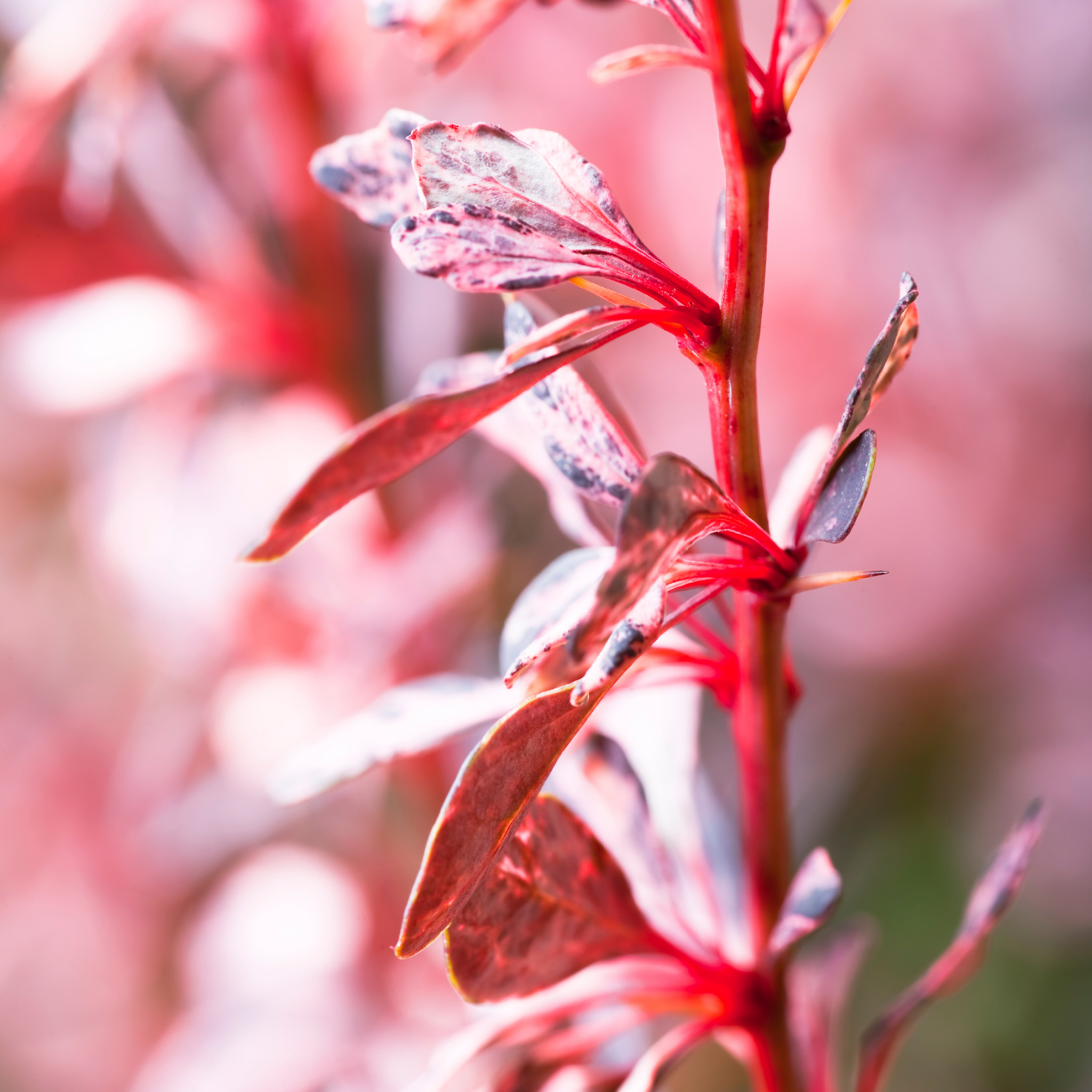 Purple Japanese Barberry Rose Glow - Berberis thunbergii atropurpurea 'Rose Glow'