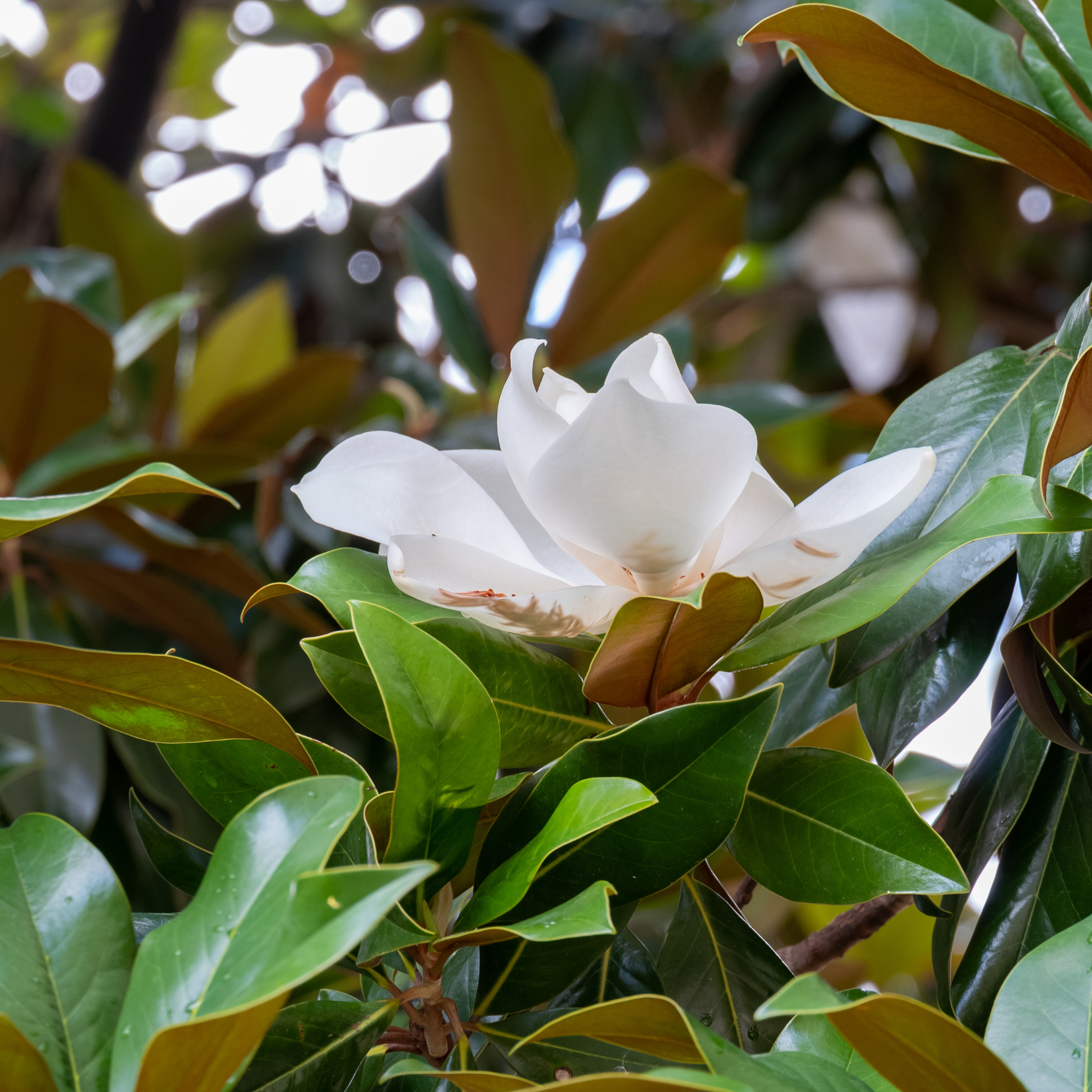 Southern Magnolia - Magnolia grandiflora 'Coolwyn Gloss'