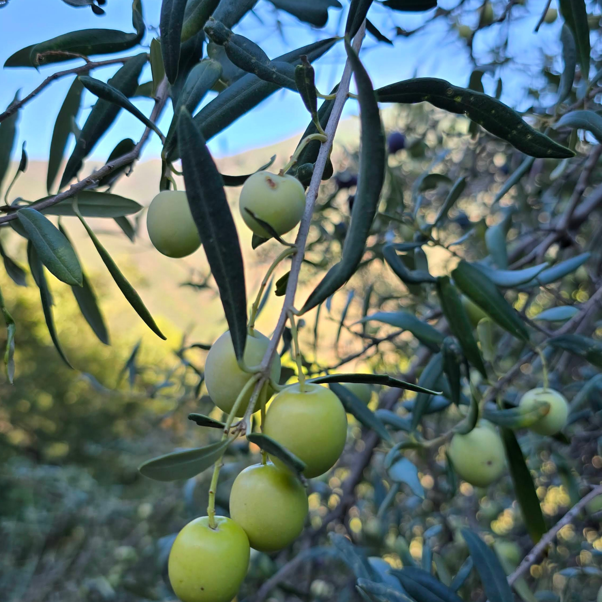 Californian Queen Olive Tree - Olea europaea Californian Queen (UC13A6)