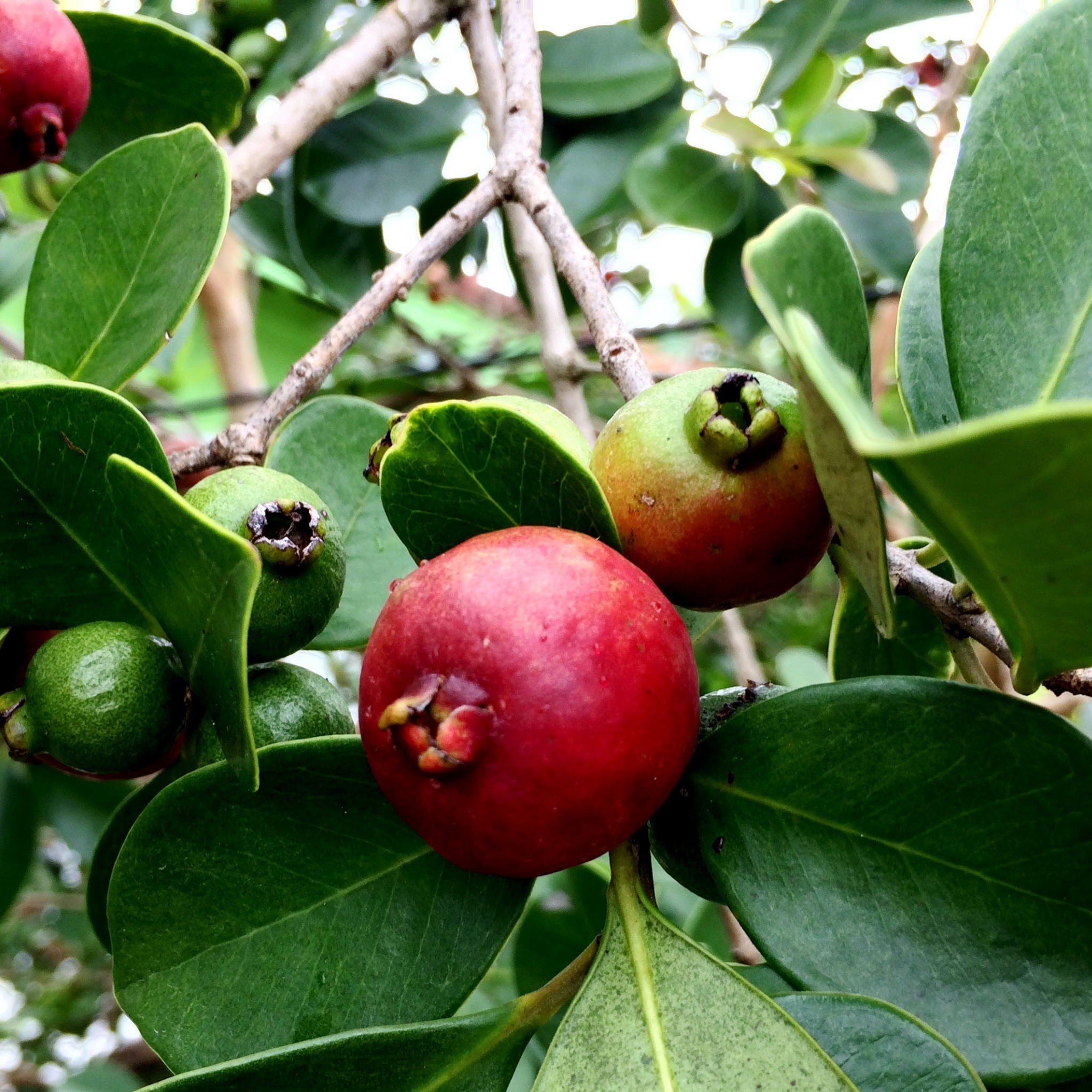 Red Strawberry Guava Tree - Psidium cattleianum Red