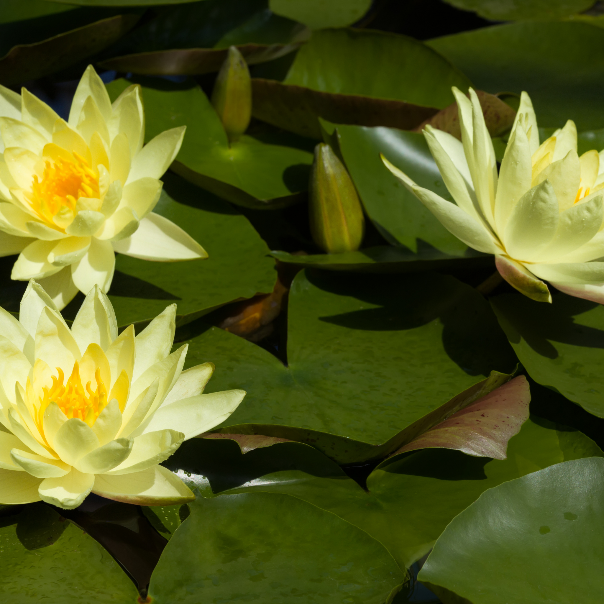 Yellow Water Lily - Nymphaea hybrida Yellow