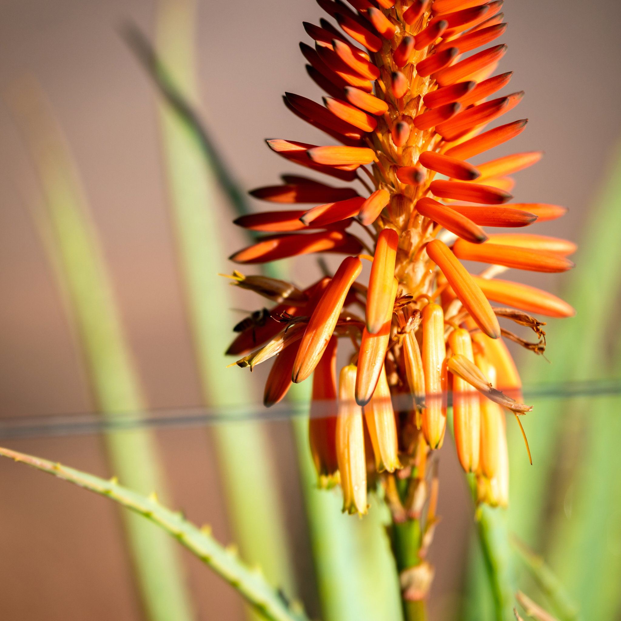 Aloe hybrida Gemini PBR