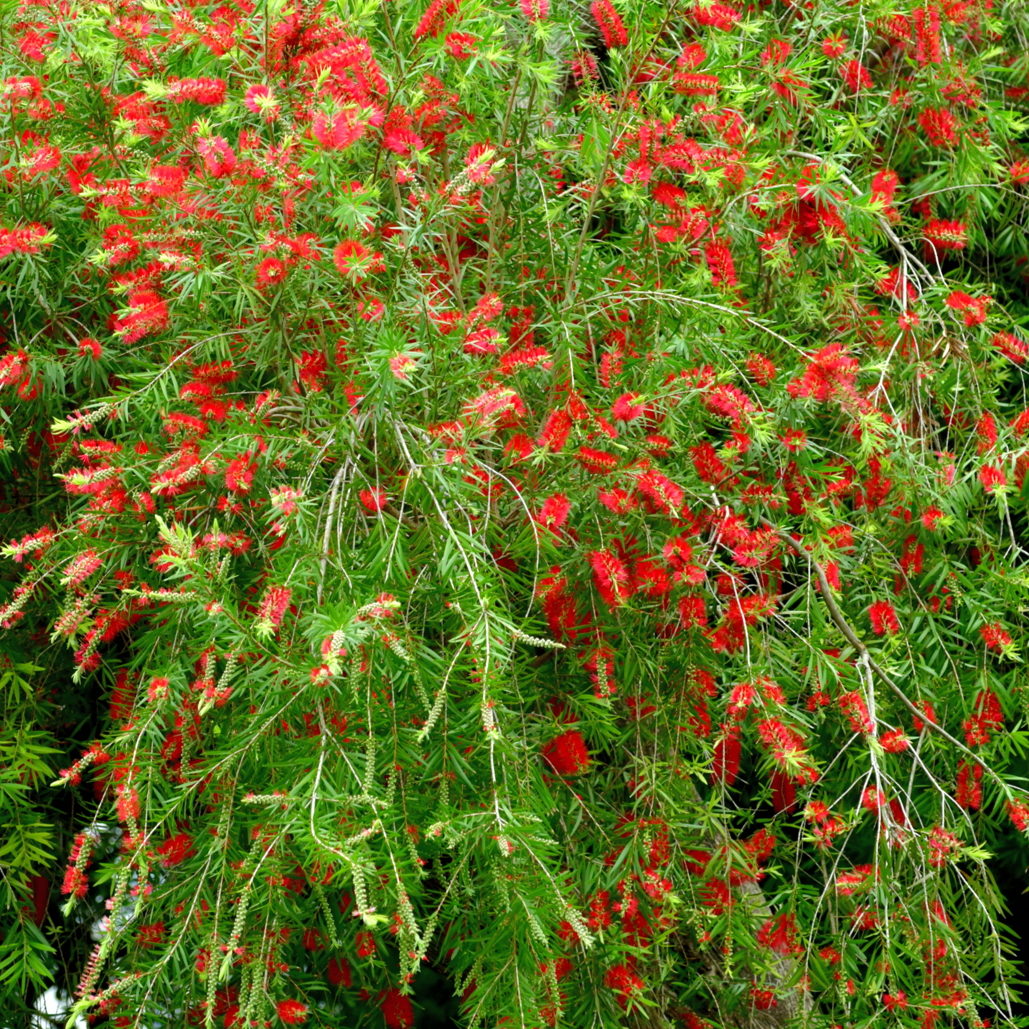 Kings Park Special Bottlebrush - Callistemon hybrida ‘Kings Park Special’