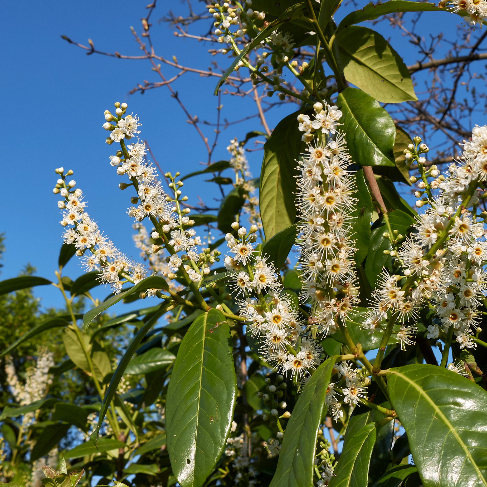 Flowering tree with white blossoms and green leaves against a blue sky.