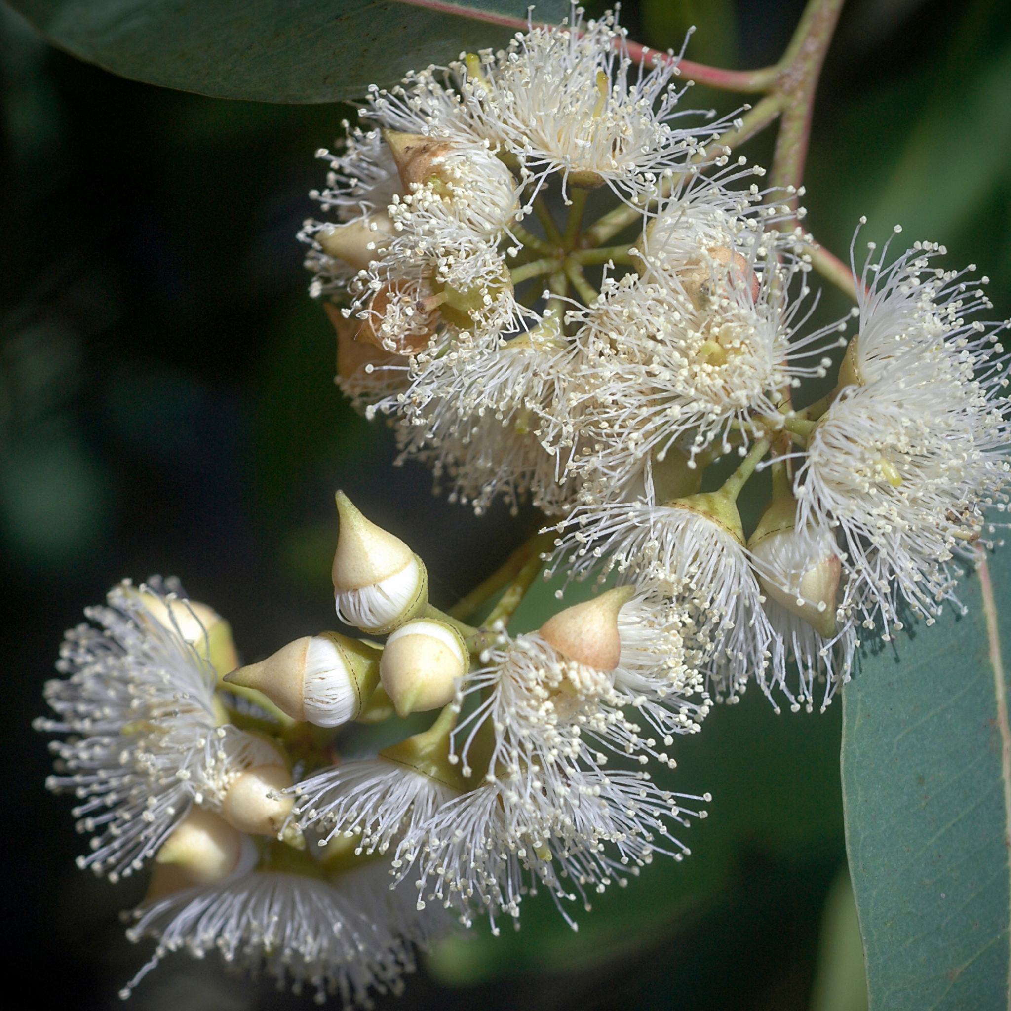 Red River Gum - Eucalyptus camaldulensis