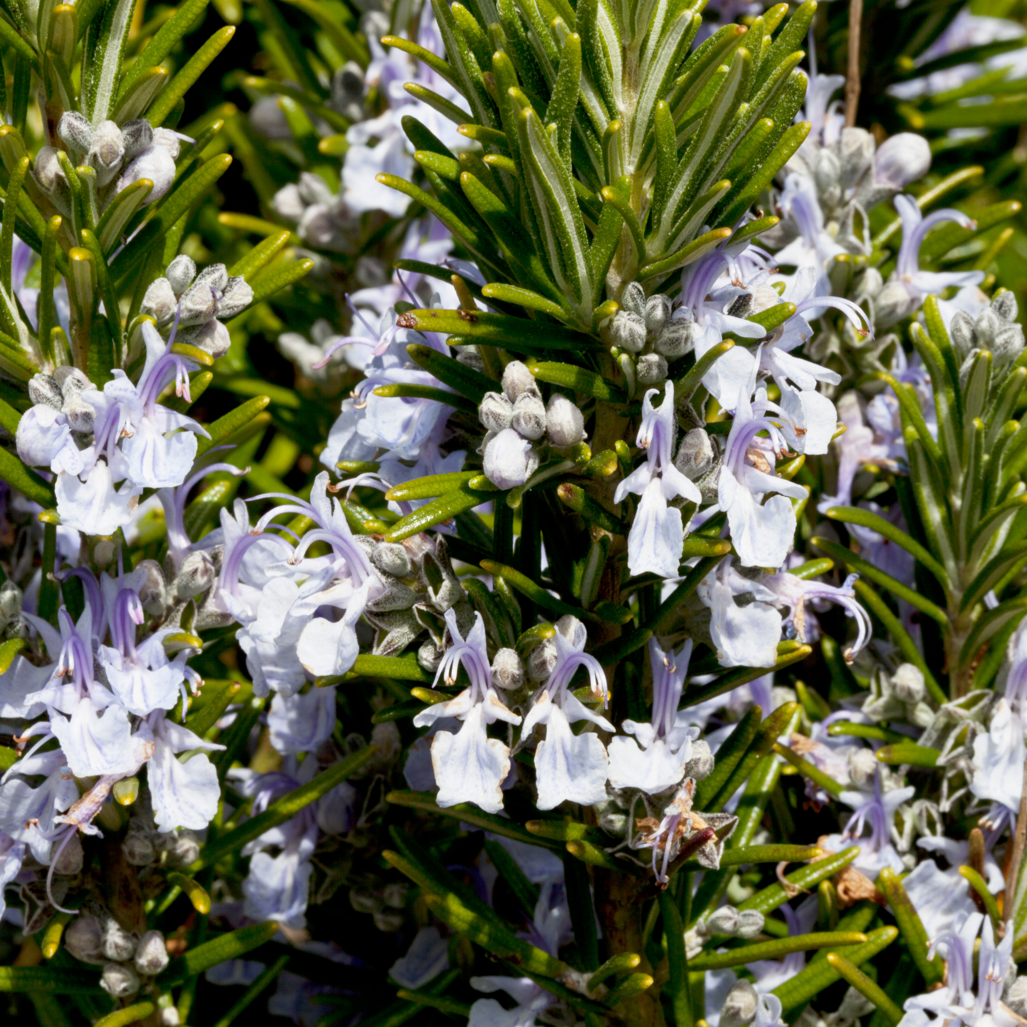 Rosemary Chefs Choice - Rosmarinus officinalis Chefs Choice