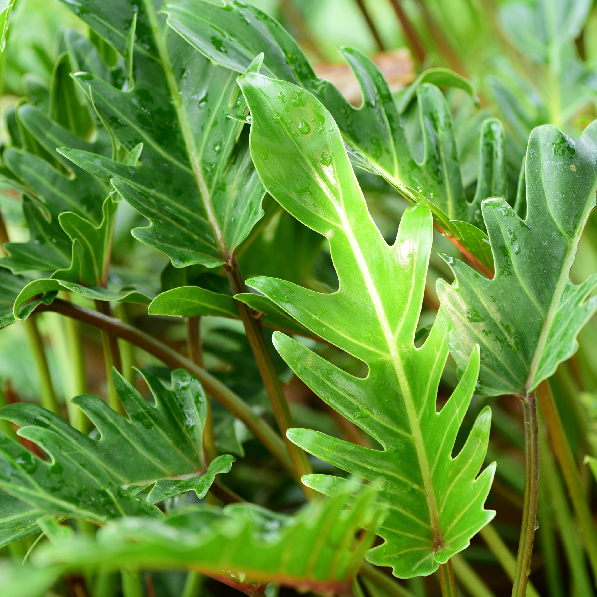 Xanadu Philodendron - Philodendron Xanadu