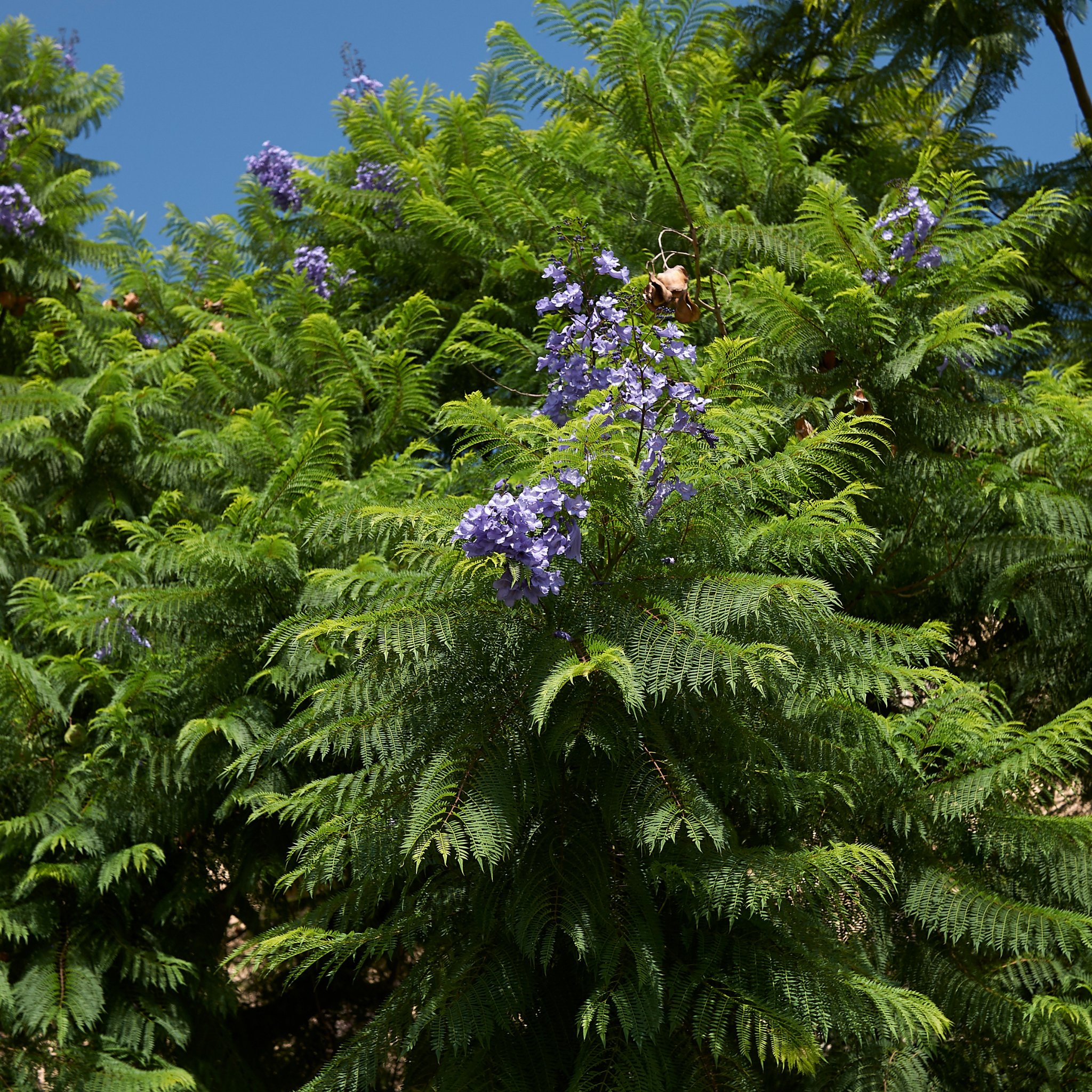 Blue Jacaranda - Jacaranda mimosifolia