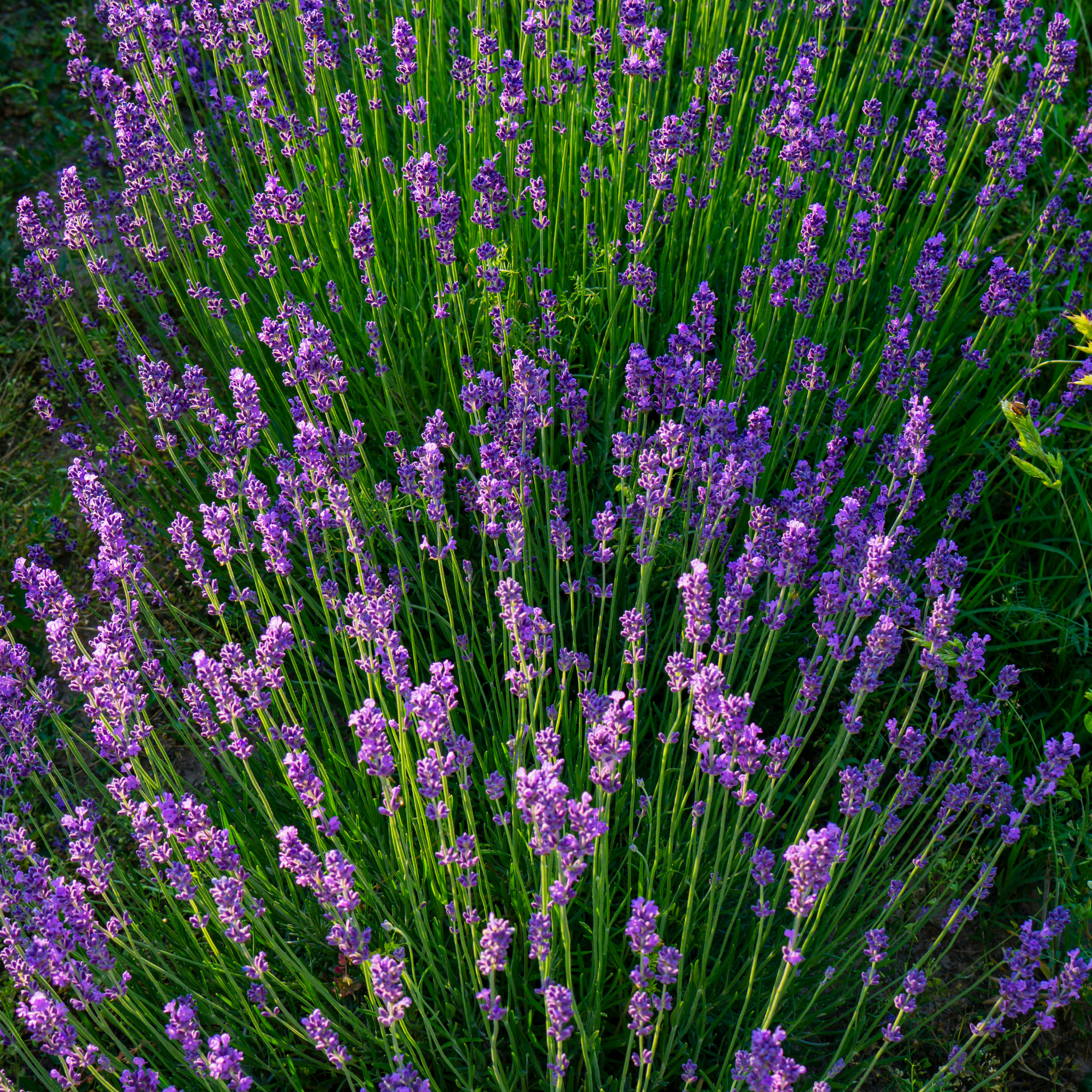 Dutch Lavender - Lavandula intermedia 'Grosso'
