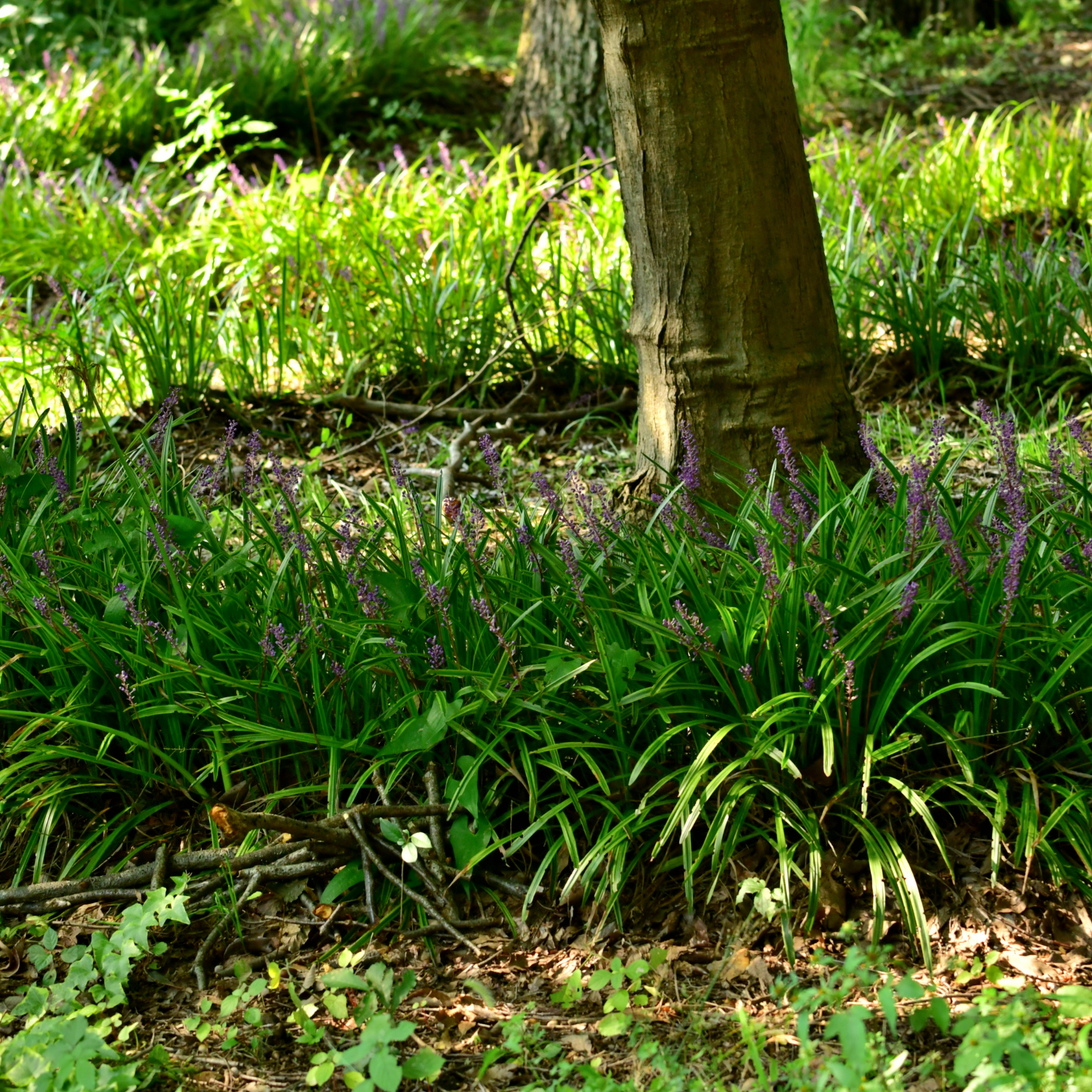 Lillyturf Royal Purple - Liriope muscari Royal Purple