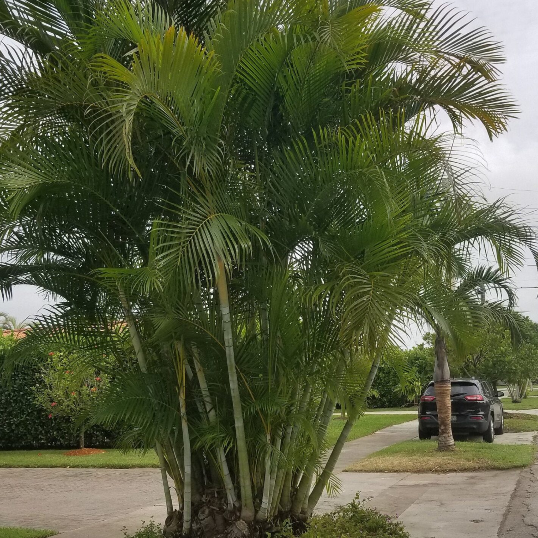 Areca Golden Cane Palm - Dypsis lutescens