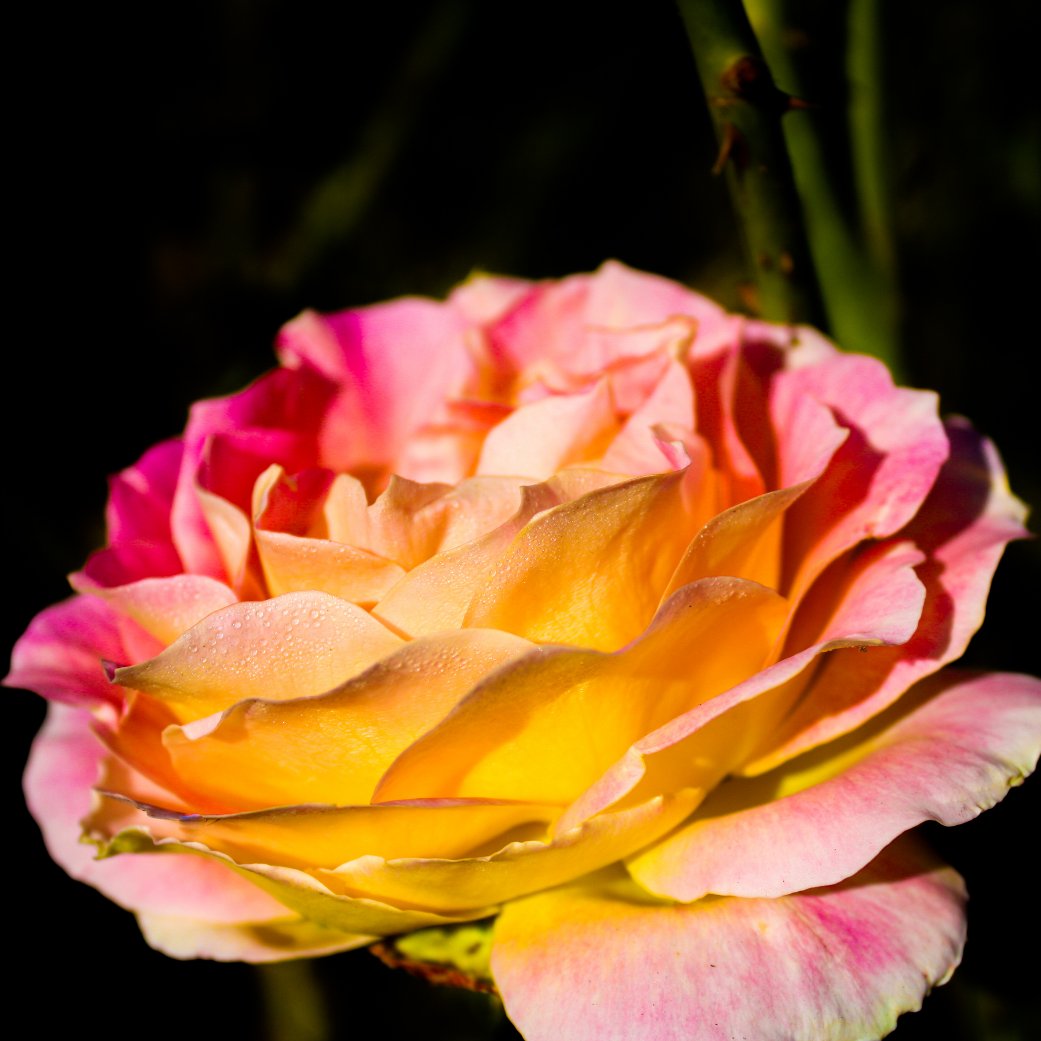 Peace Hybrid Tea Rose - Rosa Peace