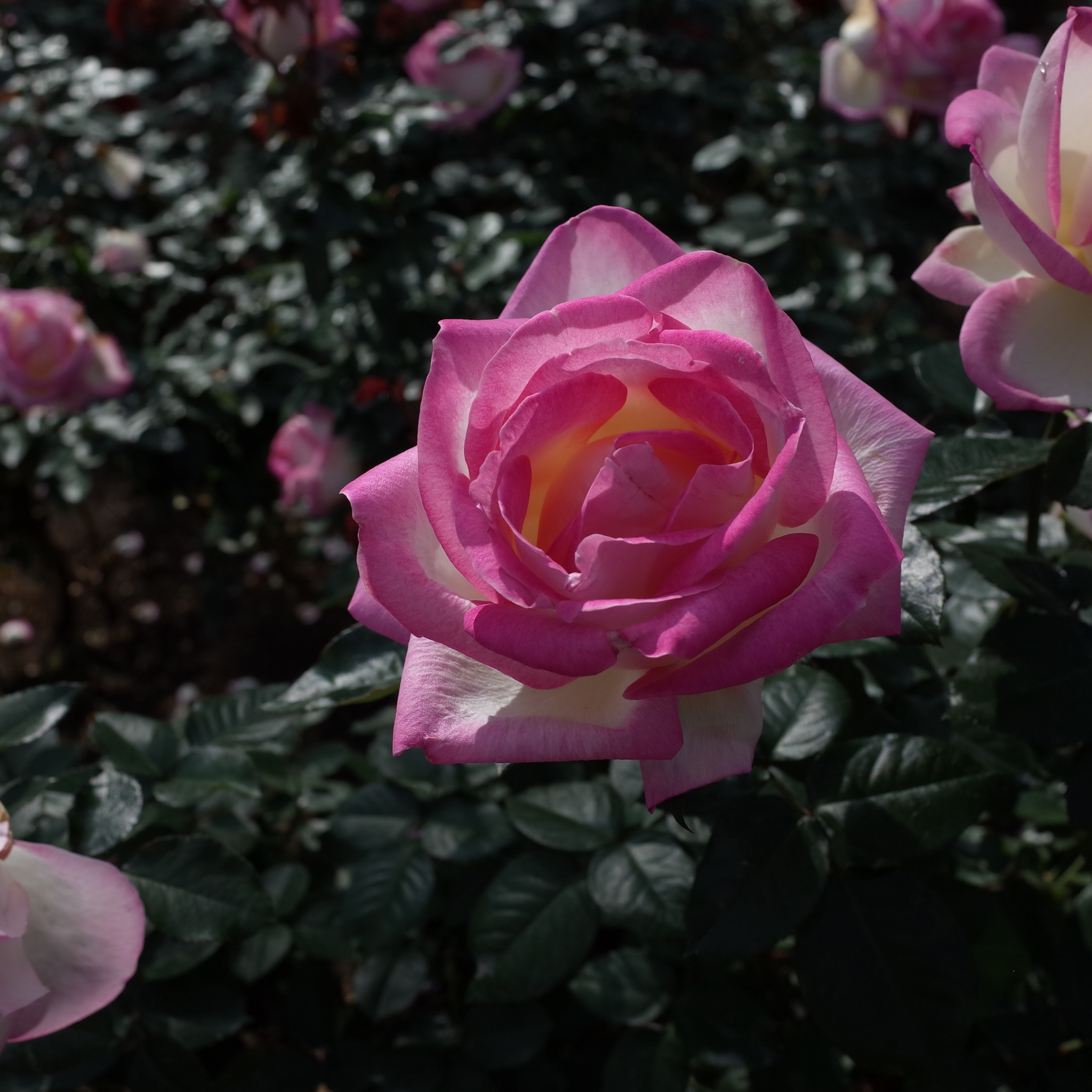 Princesse De Monaco Hybrid Tea Rose - Rosa Princesse De Monaco