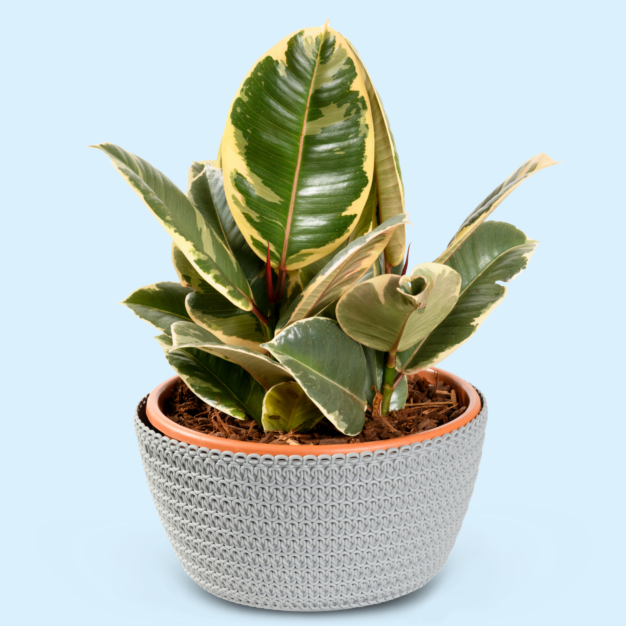 Tineke Rubber Tree Plant - Ficus elastica Tineke