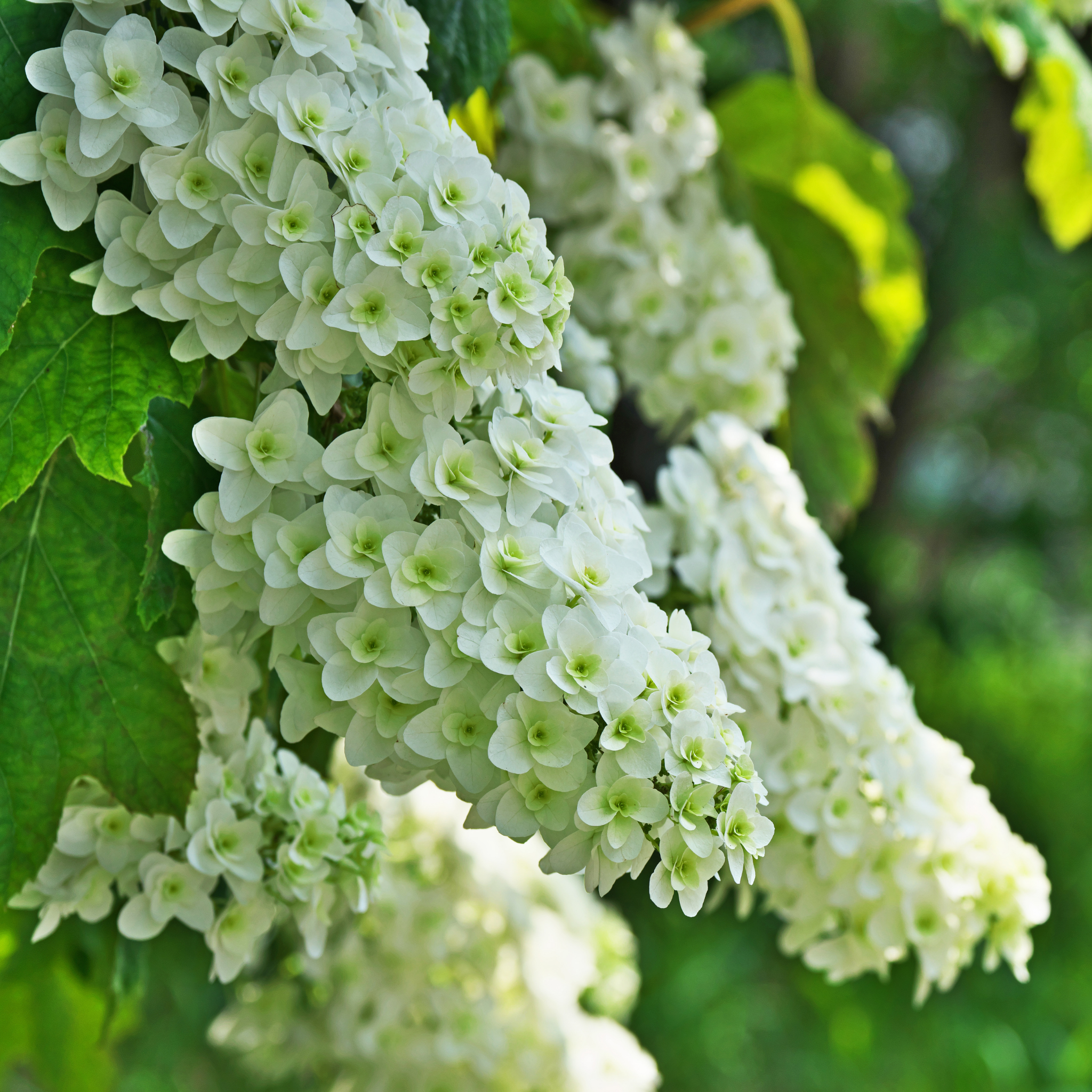 Oakleaf Hydrangea - Hydrangea quercifolia 'Snow Queen'