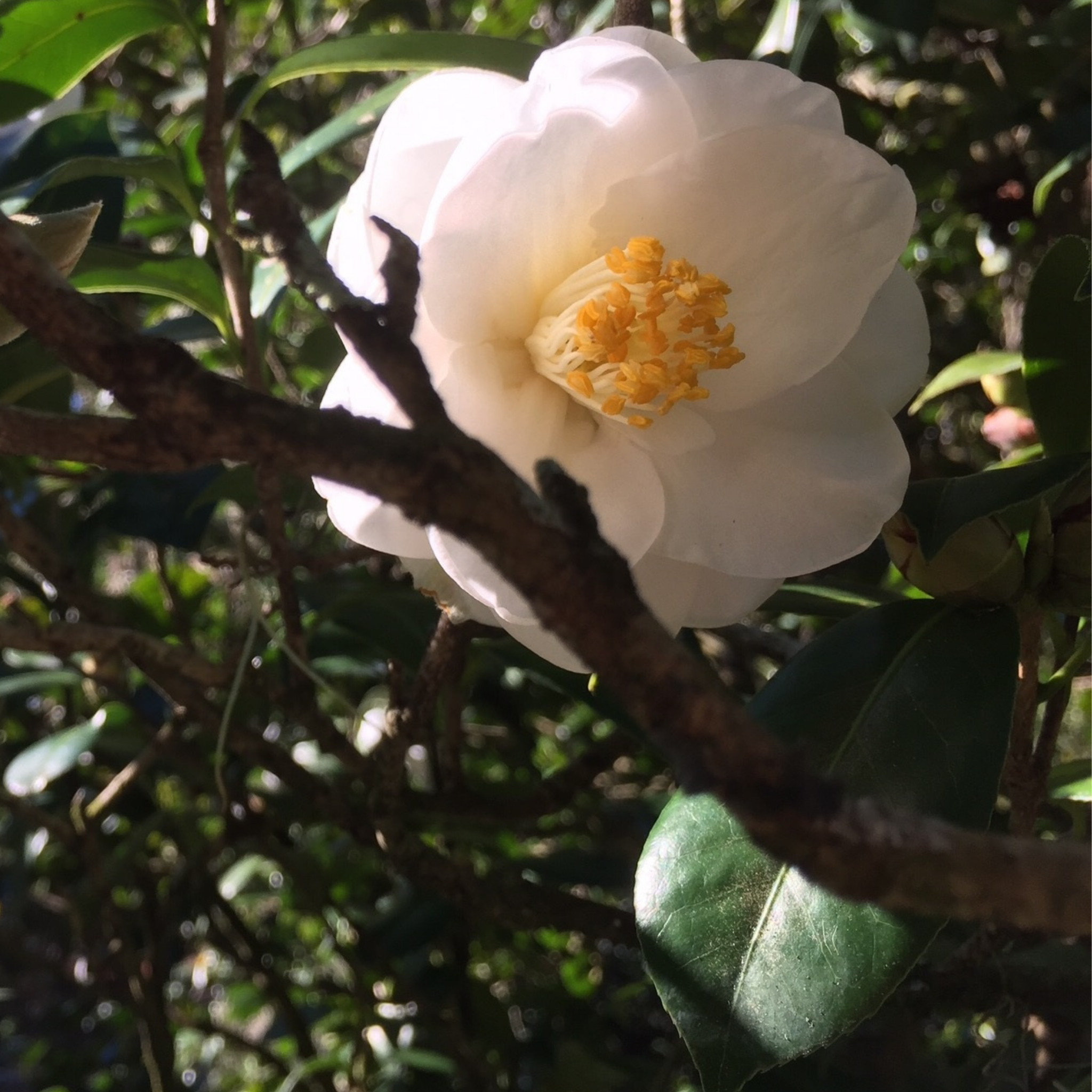 Camellia japonica Lovelight