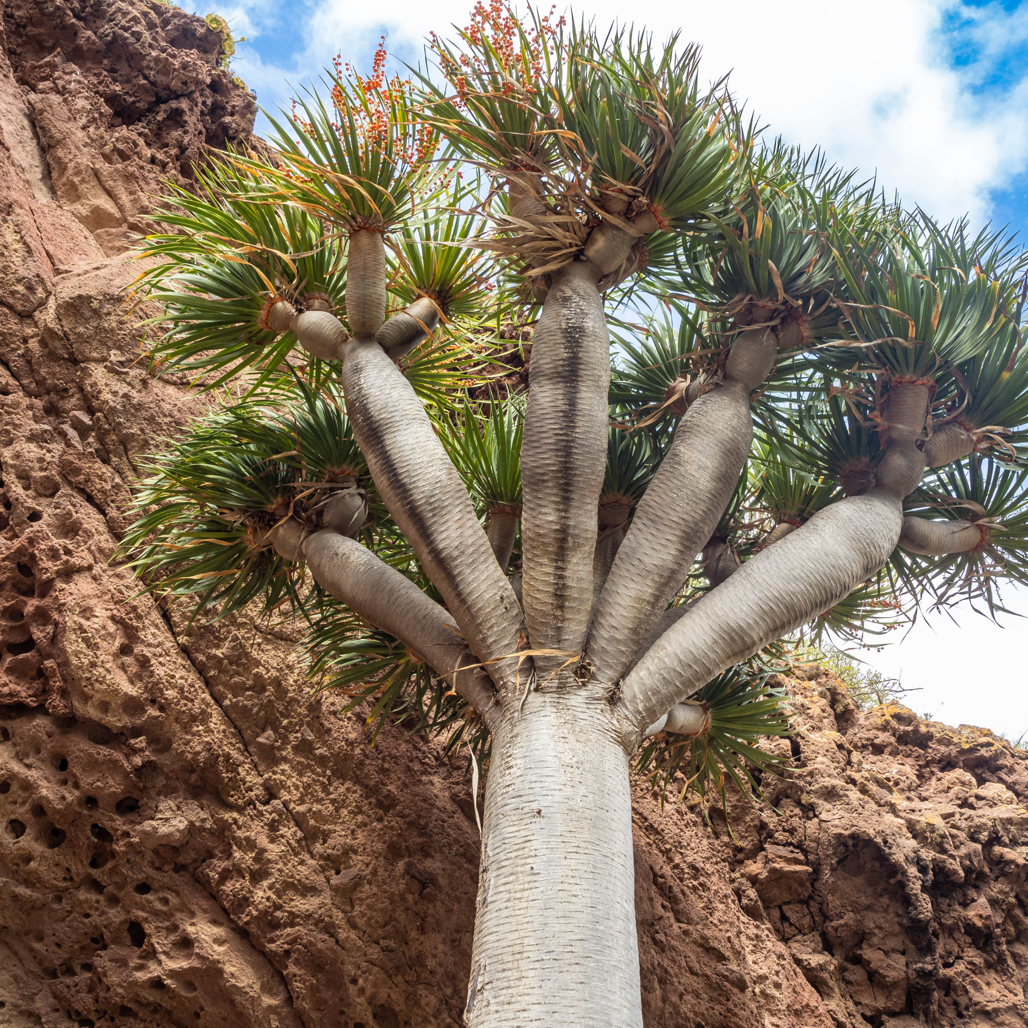 Canary Islands Dragon Tree - Dracaena draco