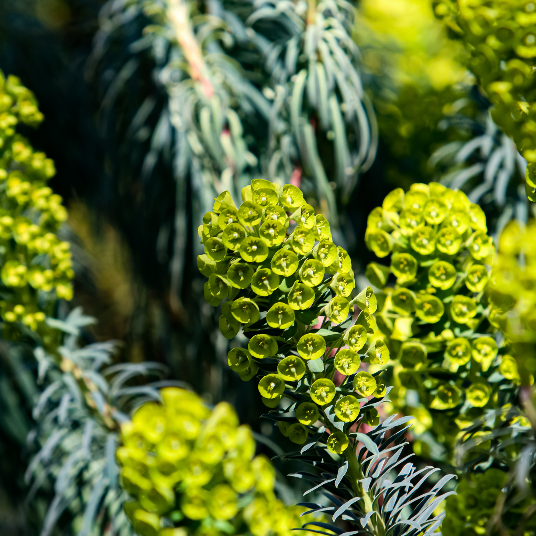 Mediterranean Spurge - Euphorbia characias wulfenii