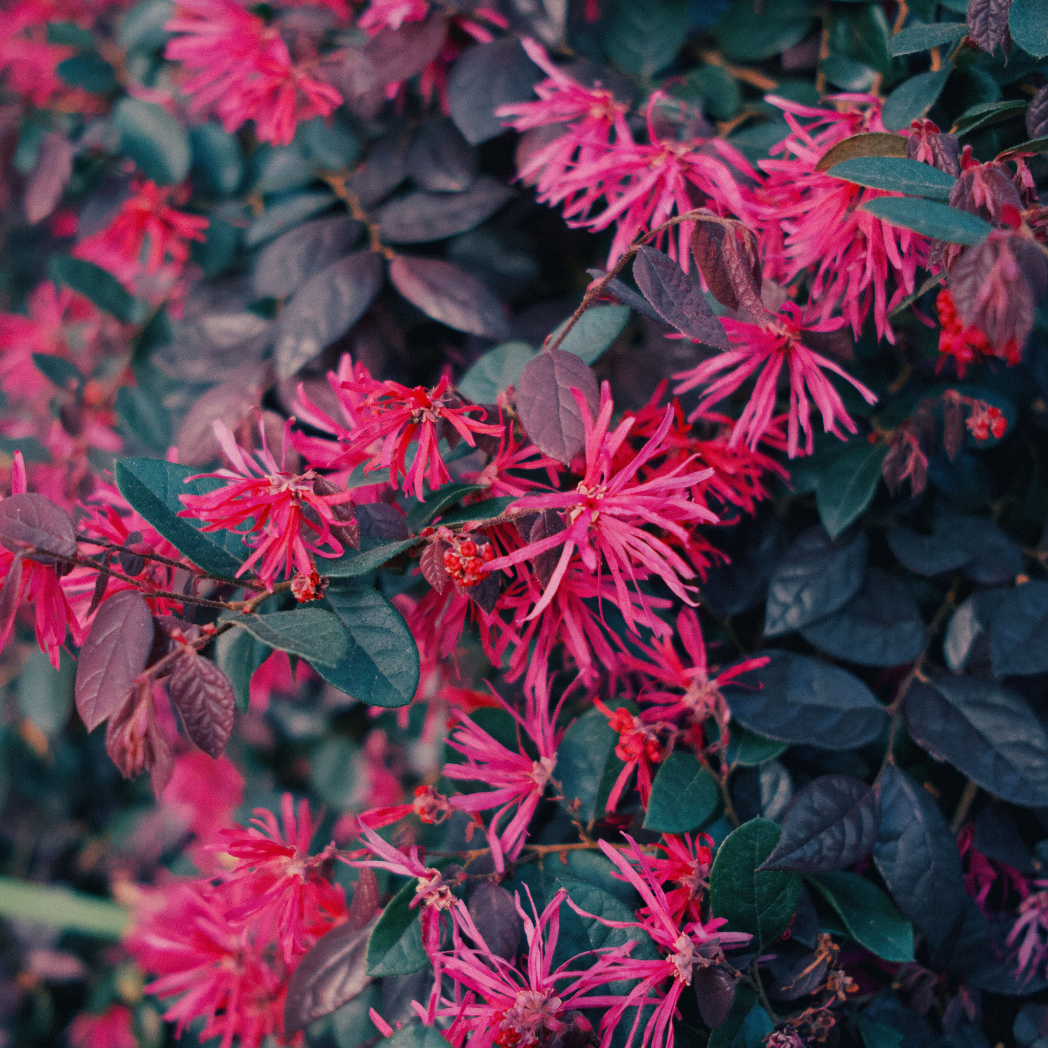 Plum Delight Pink Chinese Fringe Flower - Loropetalum chinense rubrum