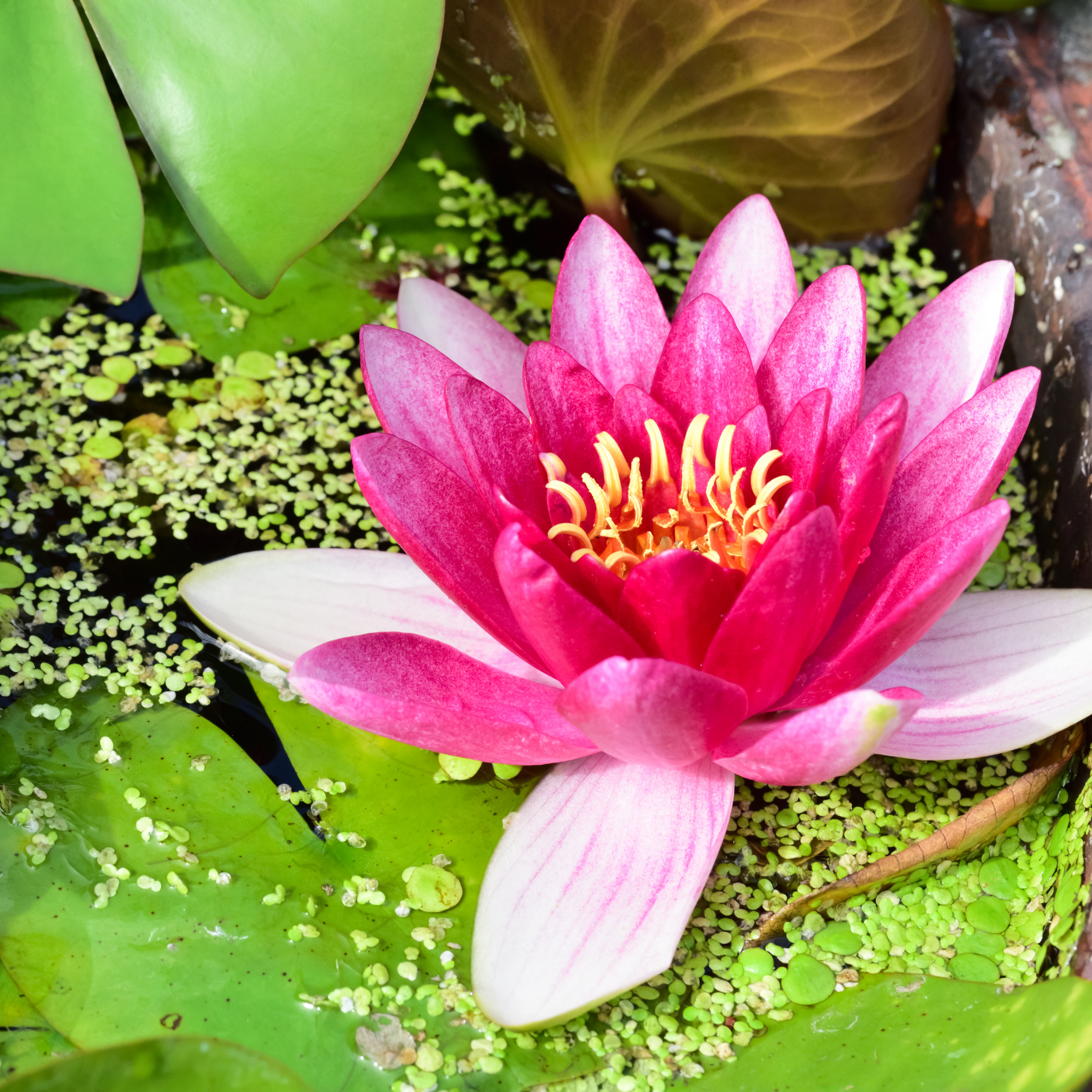 Red Water Lily - Nymphaea hybrida Red