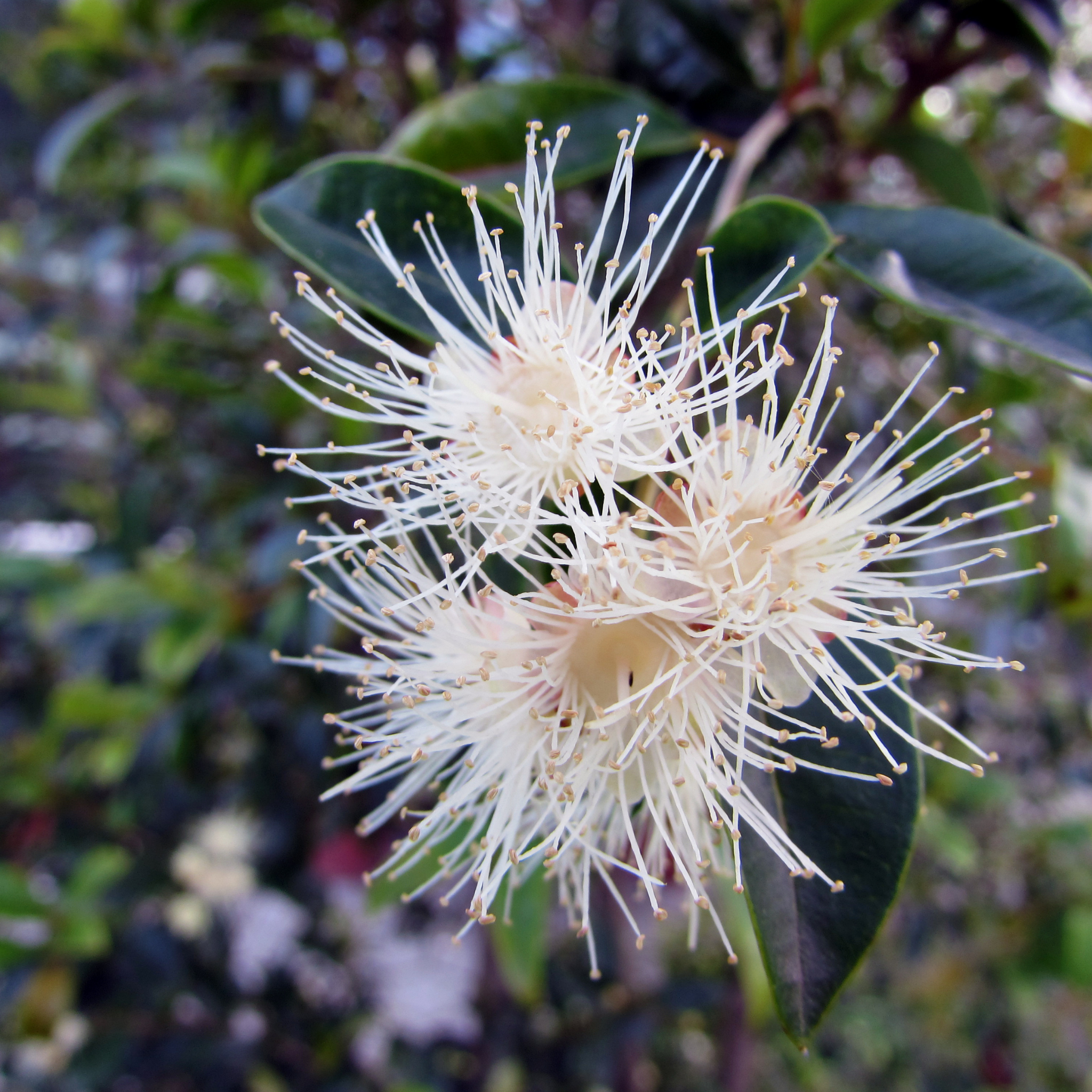 Lilly Pilly - Brush Cherry - Syzygium australe