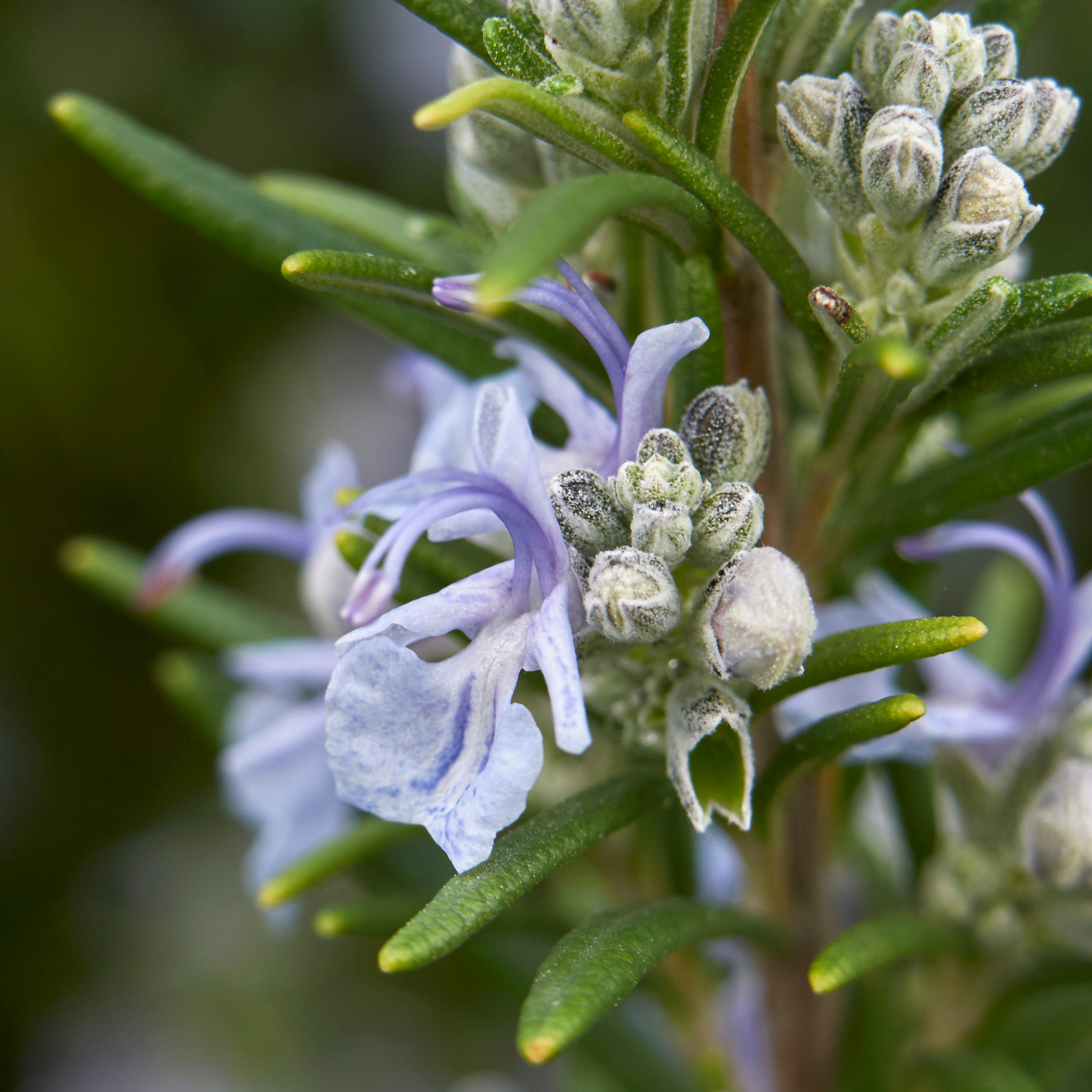 Rosemary - Rosmarinus officinalis