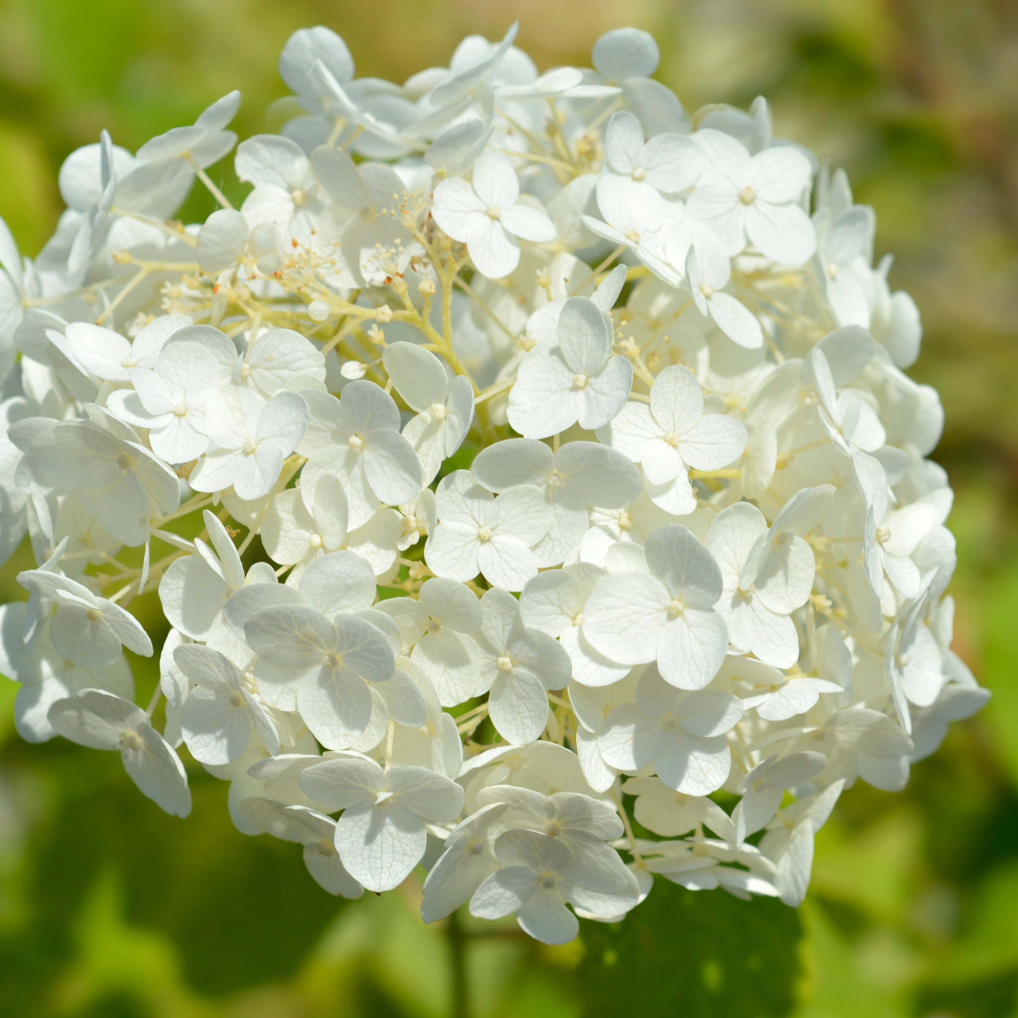 Hydrangea arborescens 'Annabelle' – Smooth Hydrangea
