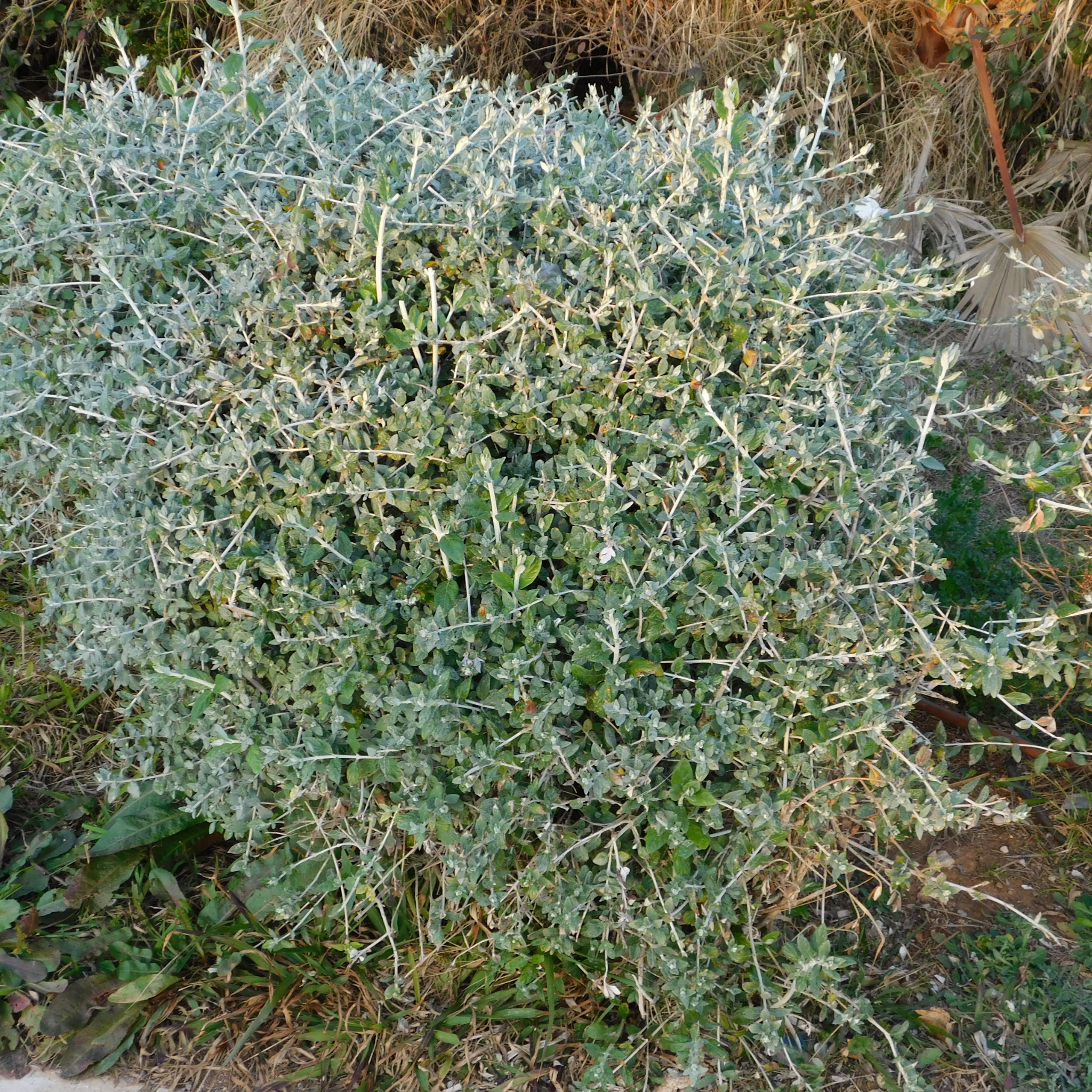 Shrubby Germander - Teucrium fruticans