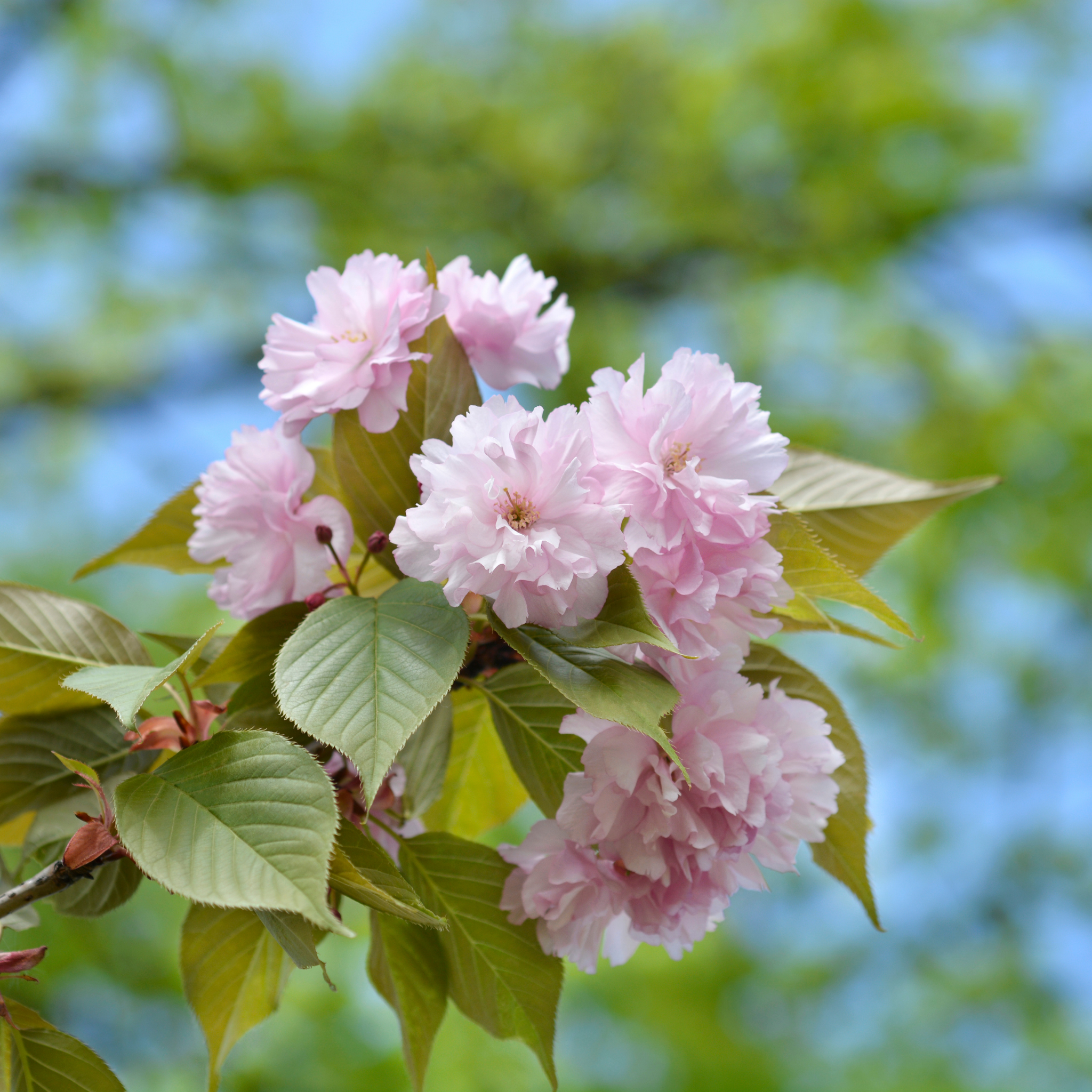 Japanese Flowering Ornamental Cherry - Prunus serrulata 'Kanzan'
