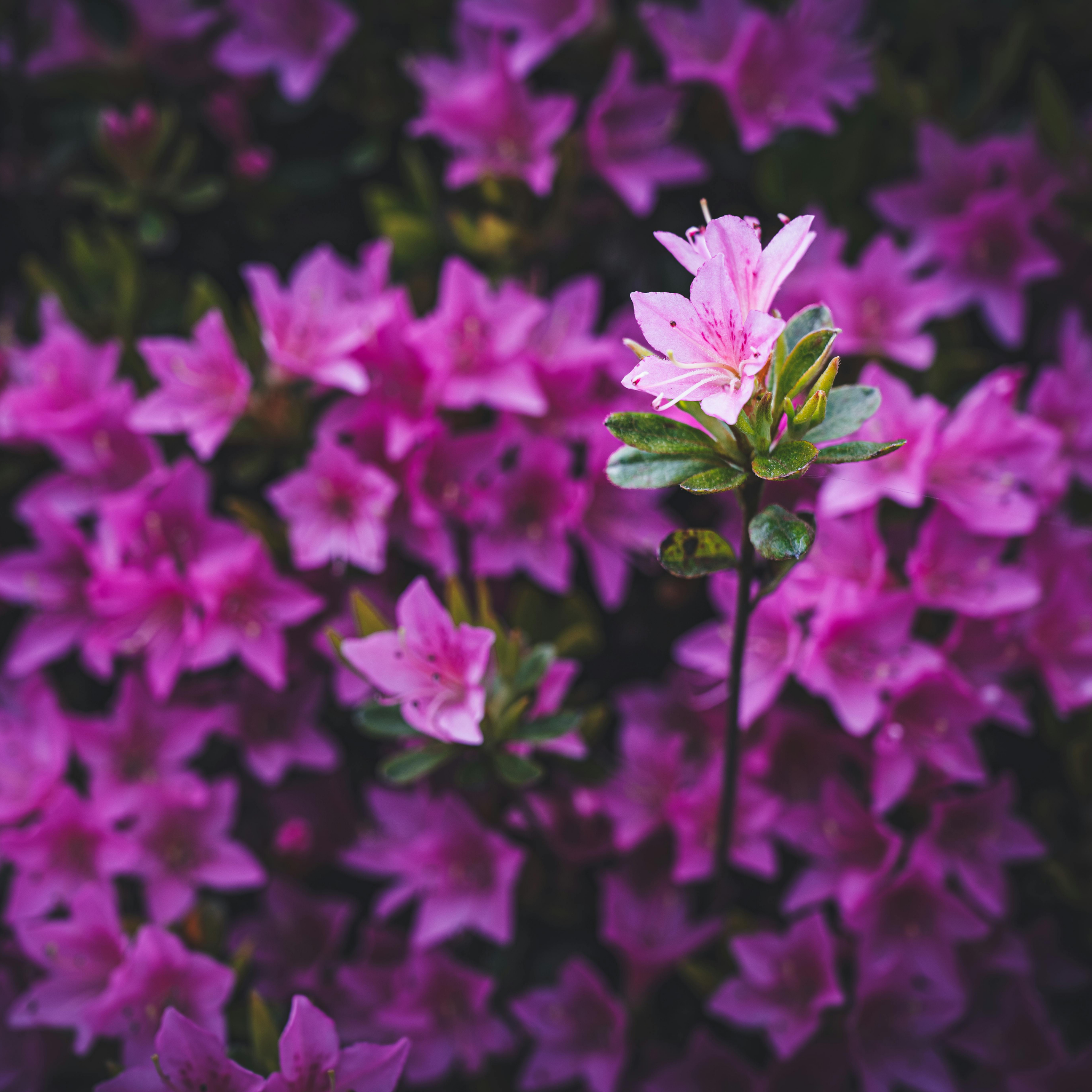 Close-up of pink flowers with a blurred background