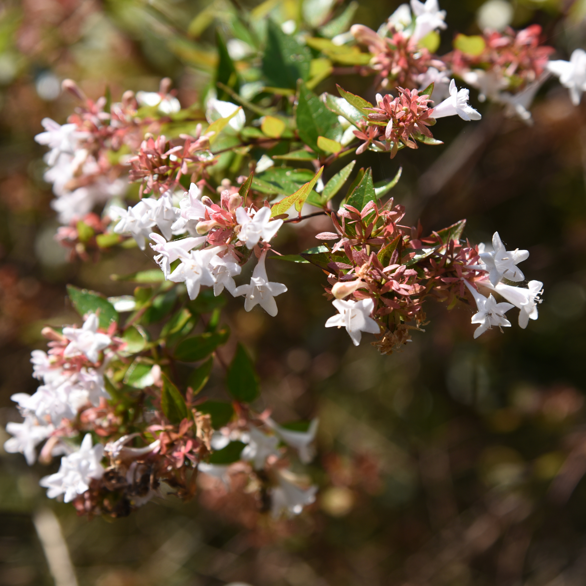 Dwarf Glossy Abelia - Abelia grandiflora 'Nana'