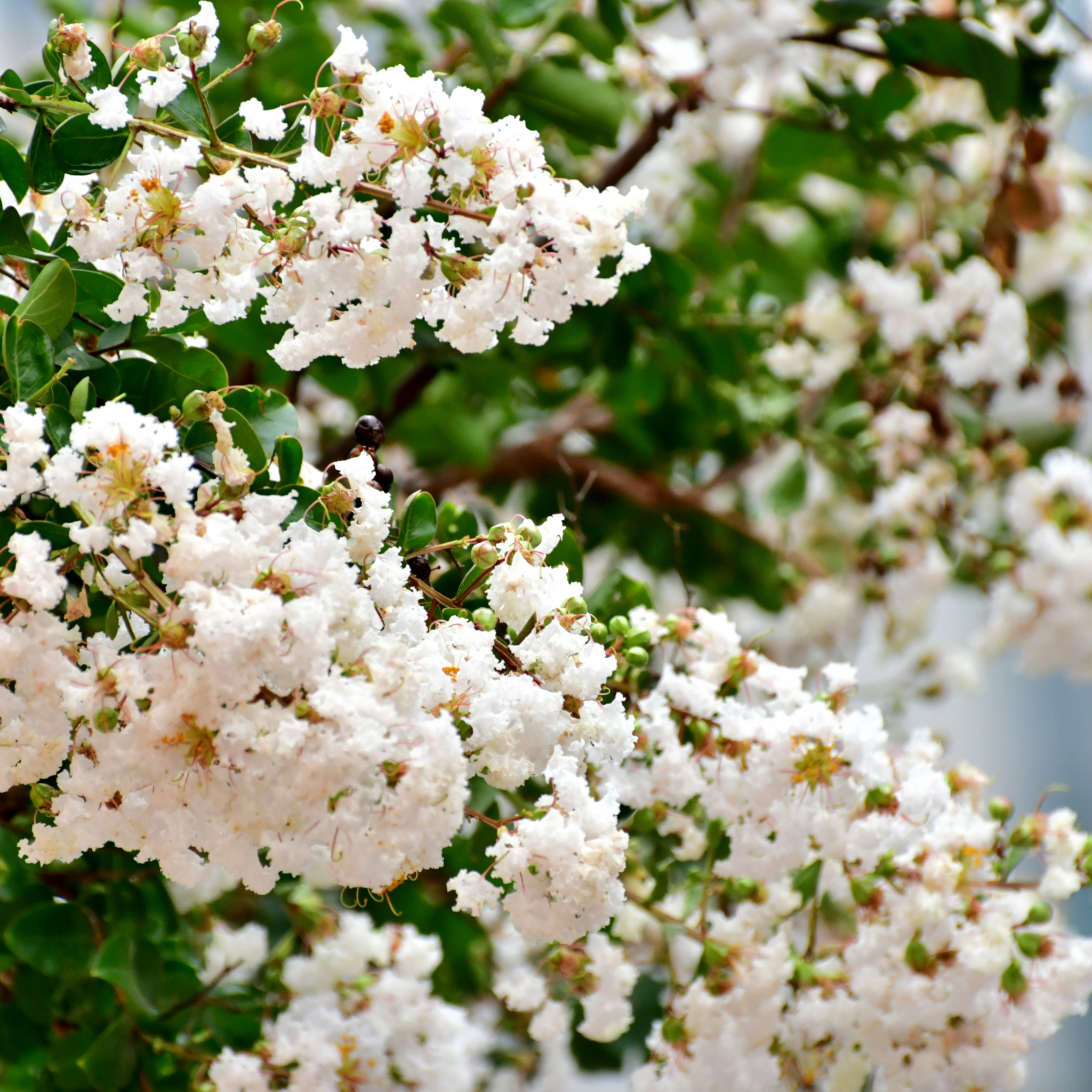 White Crepe Myrtle - Lagerstroemia indica fauriei 'Acoma'
