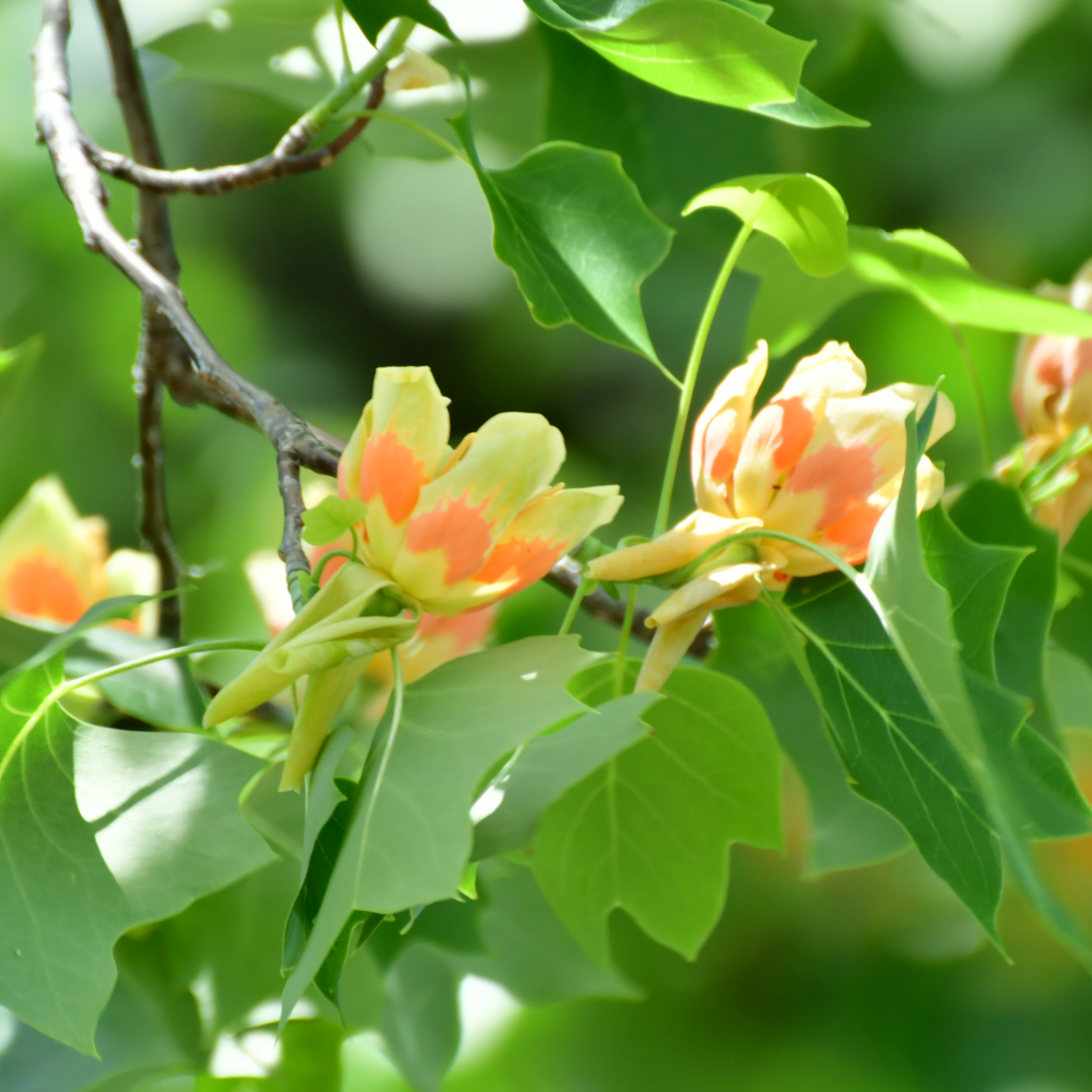 Tulip Tree - Liriodendron tulipifera