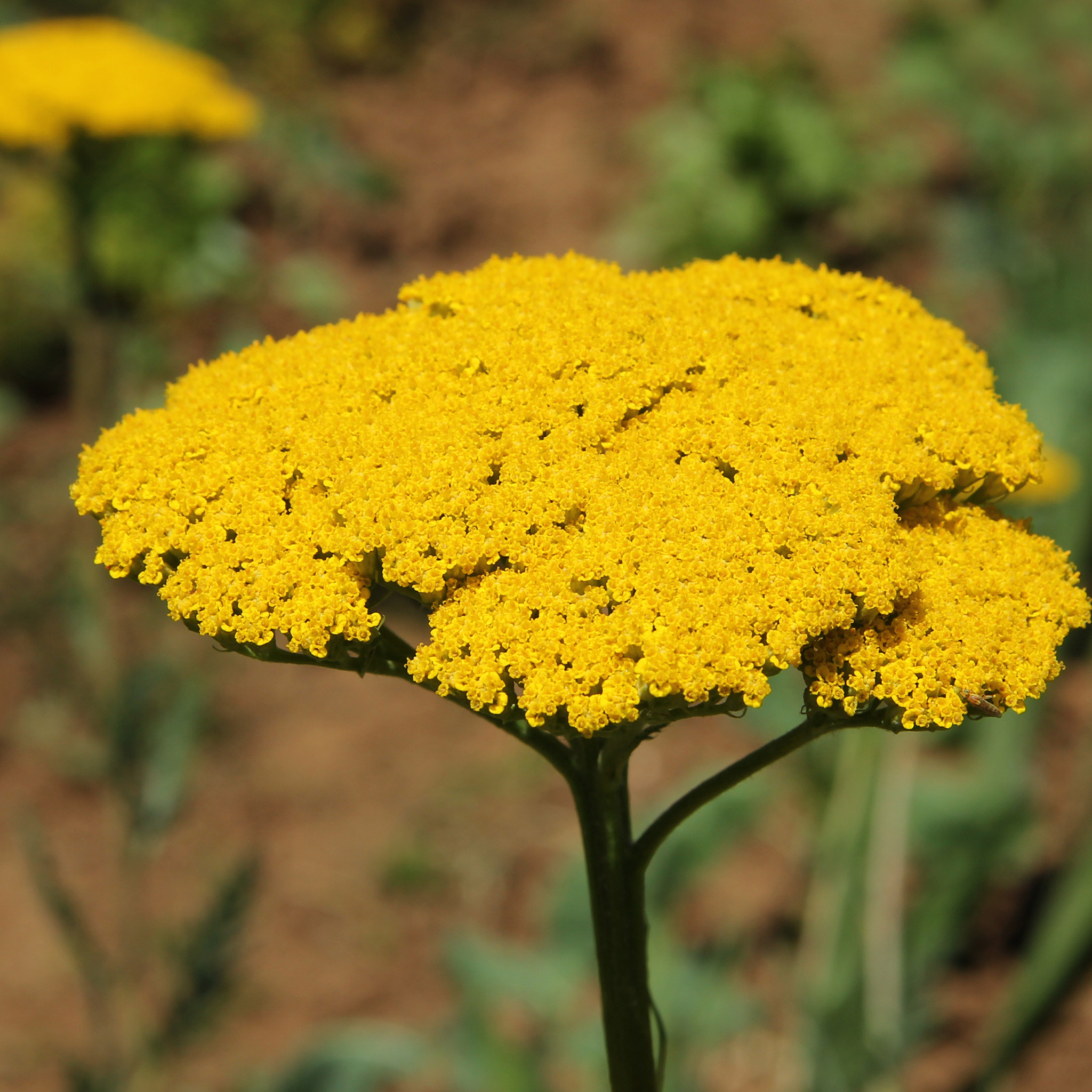 Ornamental Yarrow - Achillea clypeolata